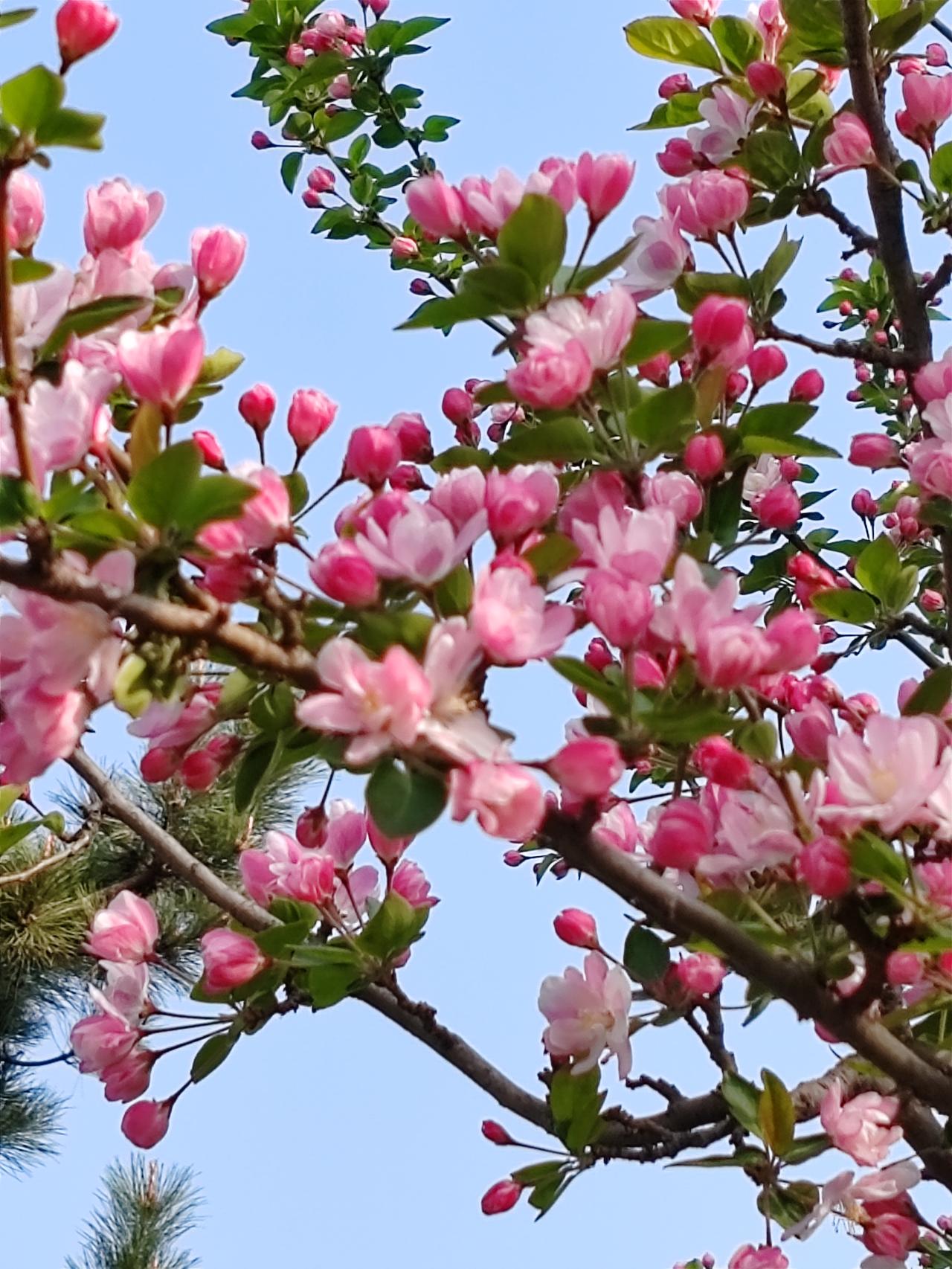 分享一下漂亮迷人的花什么花迷人？都是自己的感觉。