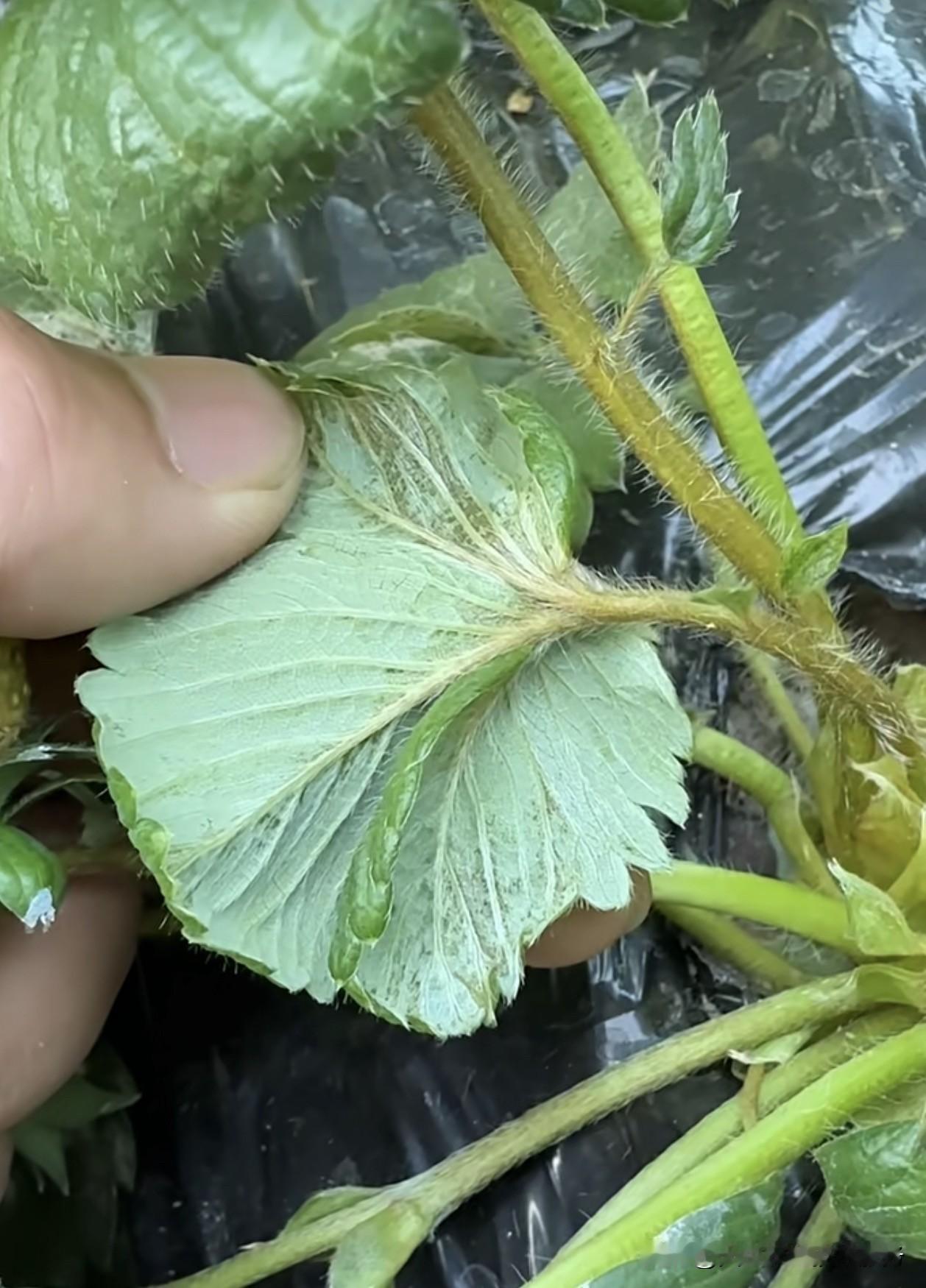 为我的真诚创作点赞！ 👍❤️🔥你也快来发布一条吧！带记录真实生活话题，更容易