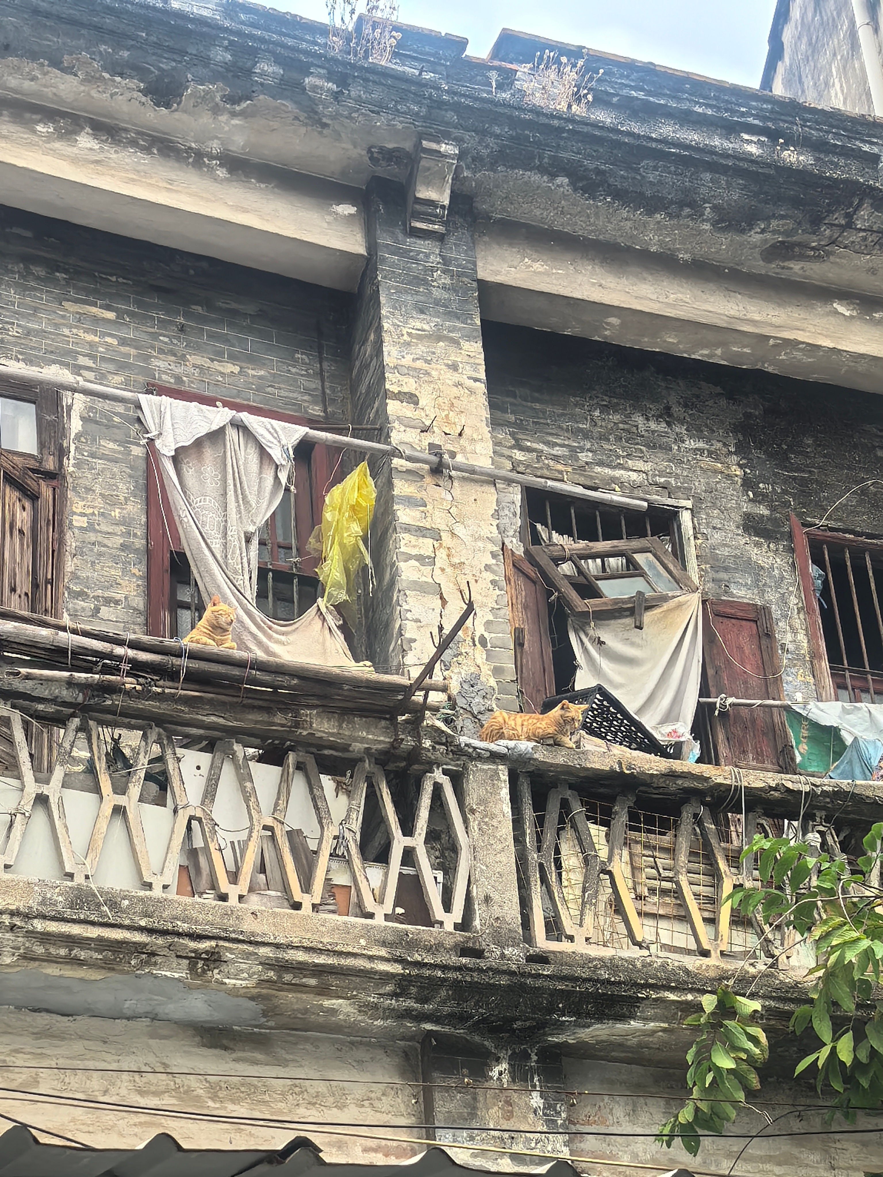 老城区的咪咪们~ 