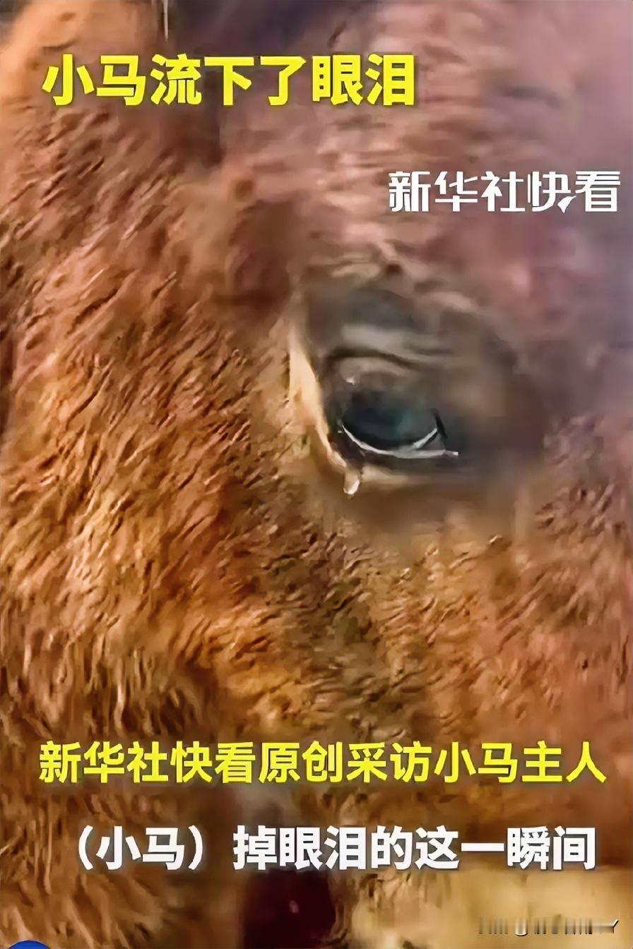 万物有灵且深情，幼马思母落泪令人动容！

在四川成都，一匹刚出生仅14天的小马，