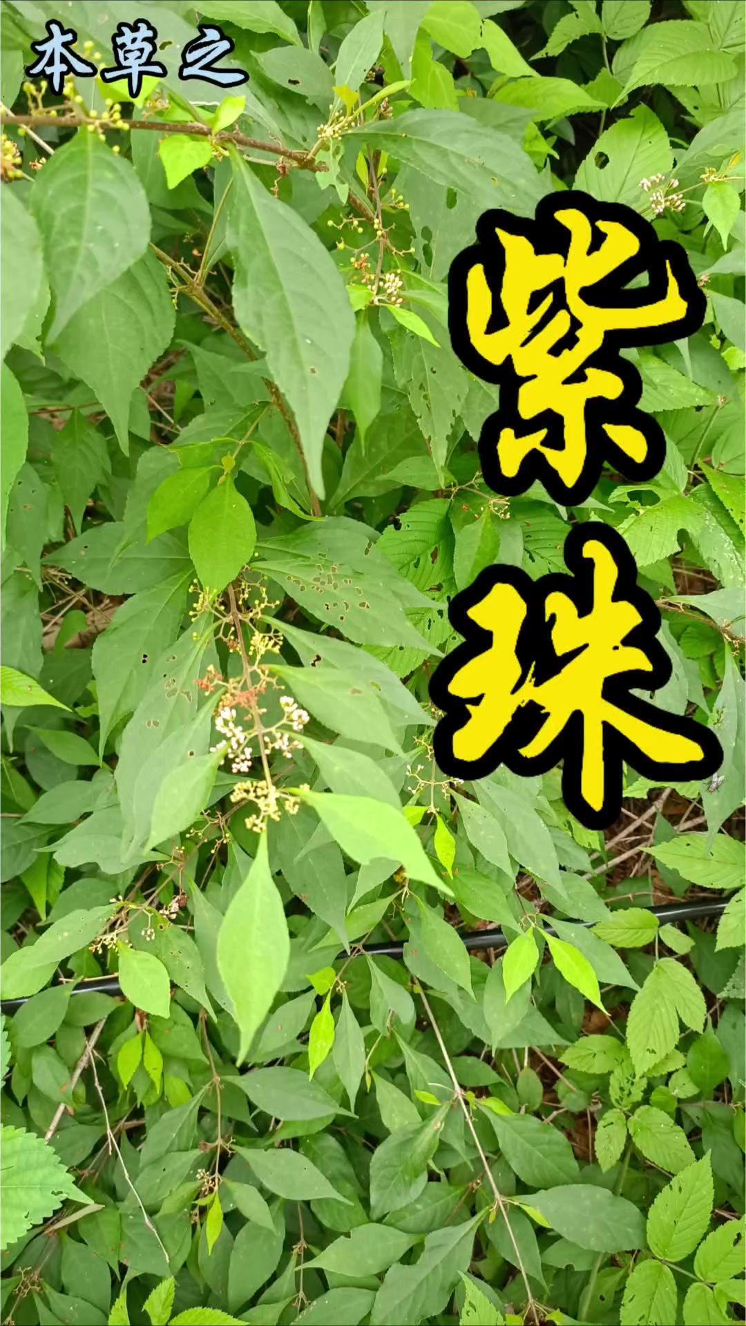这些山野里的“止血小能手”你认识吗？🌿山野偶遇的紫珠灌木，叶片对称且光滑，枝条
