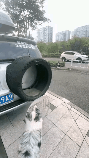 真得夸夸这位车主！
为了带狗狗出游不晕车，居然在后备箱装了个轮胎样的网笼，还专门