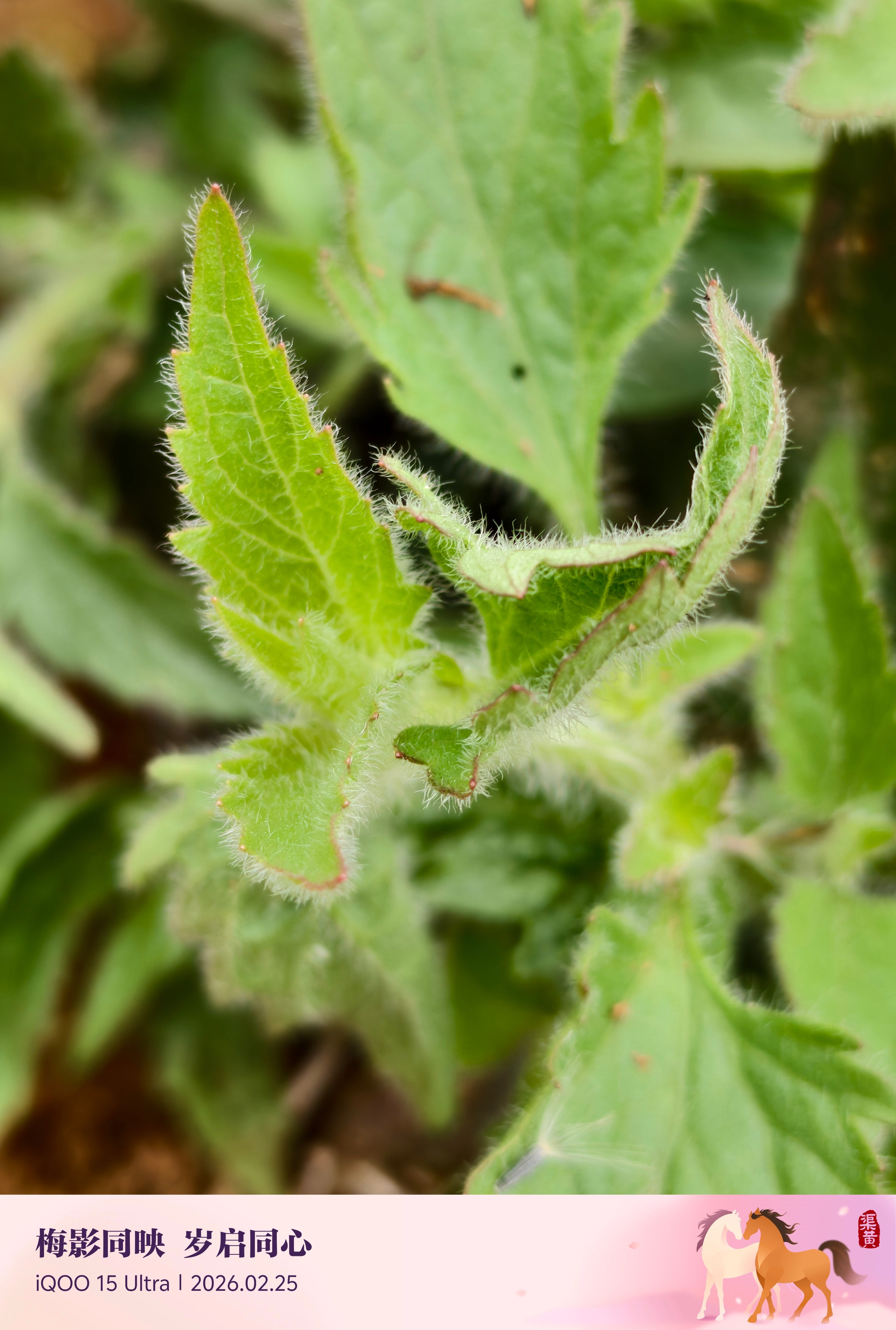 iqoo iQOO15 Ultra随手拍了几张野花野草，性能旗舰也有这效果是真不