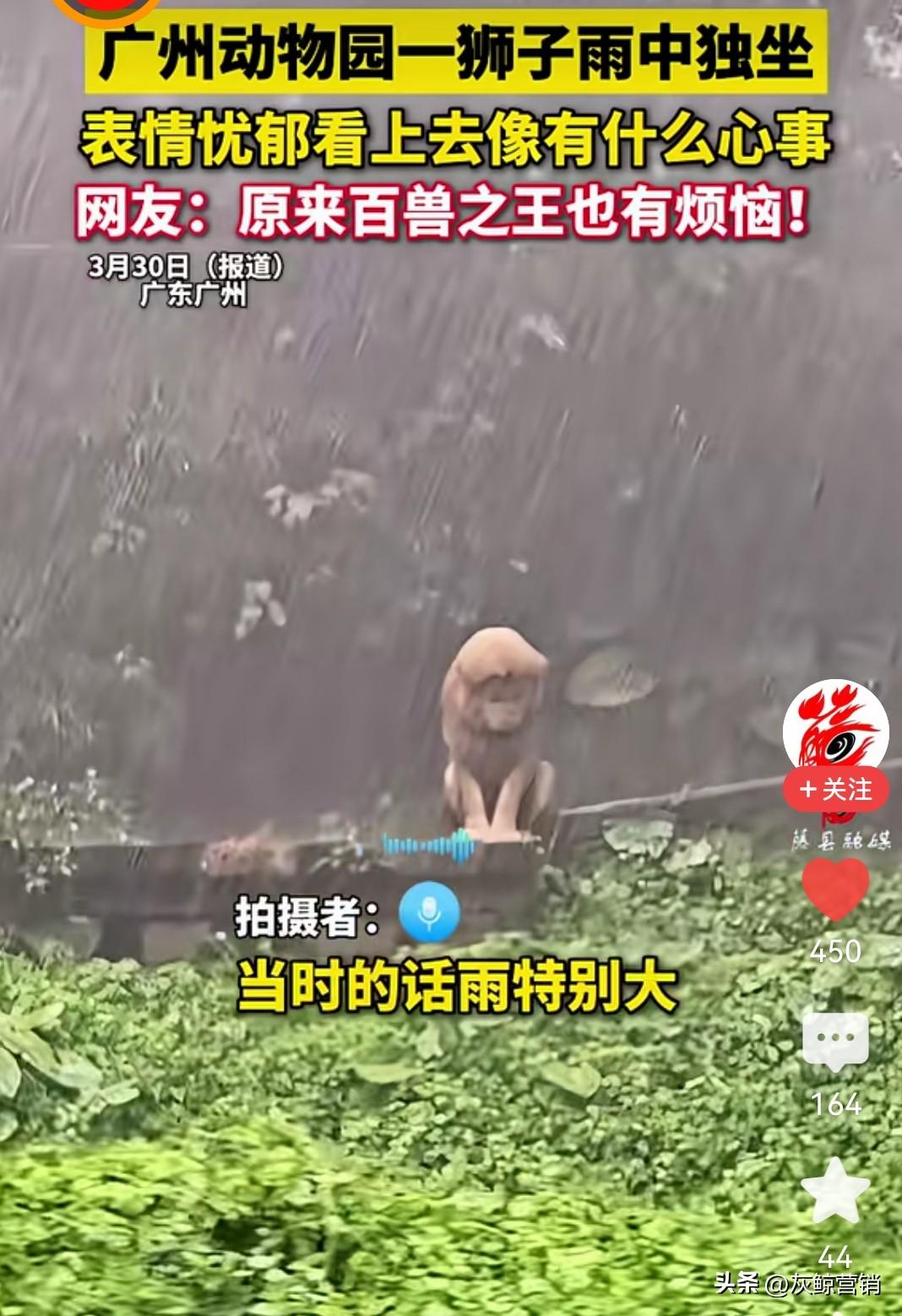 狮王从来没有经历这么大的暴雨，狮王被淋得怀疑狮生！