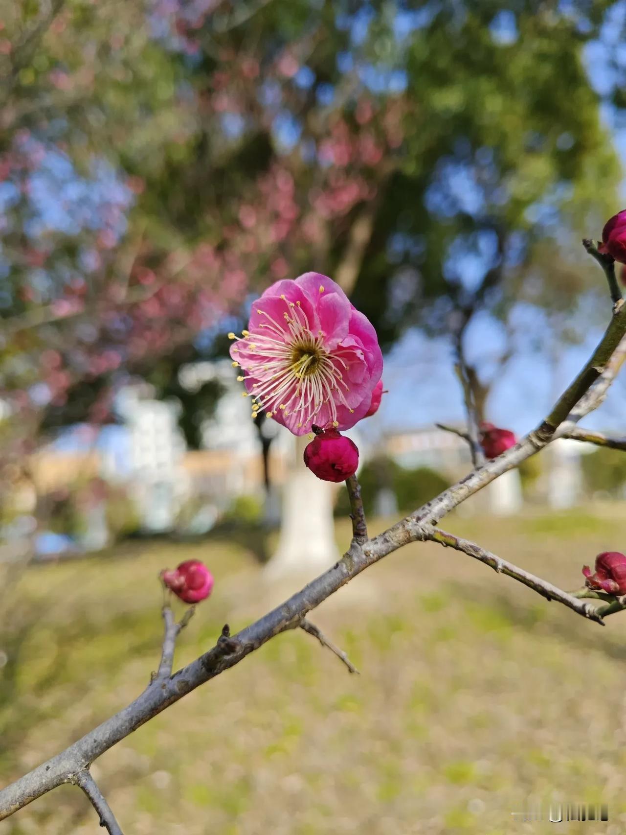 今日所见所闻梅花三弄