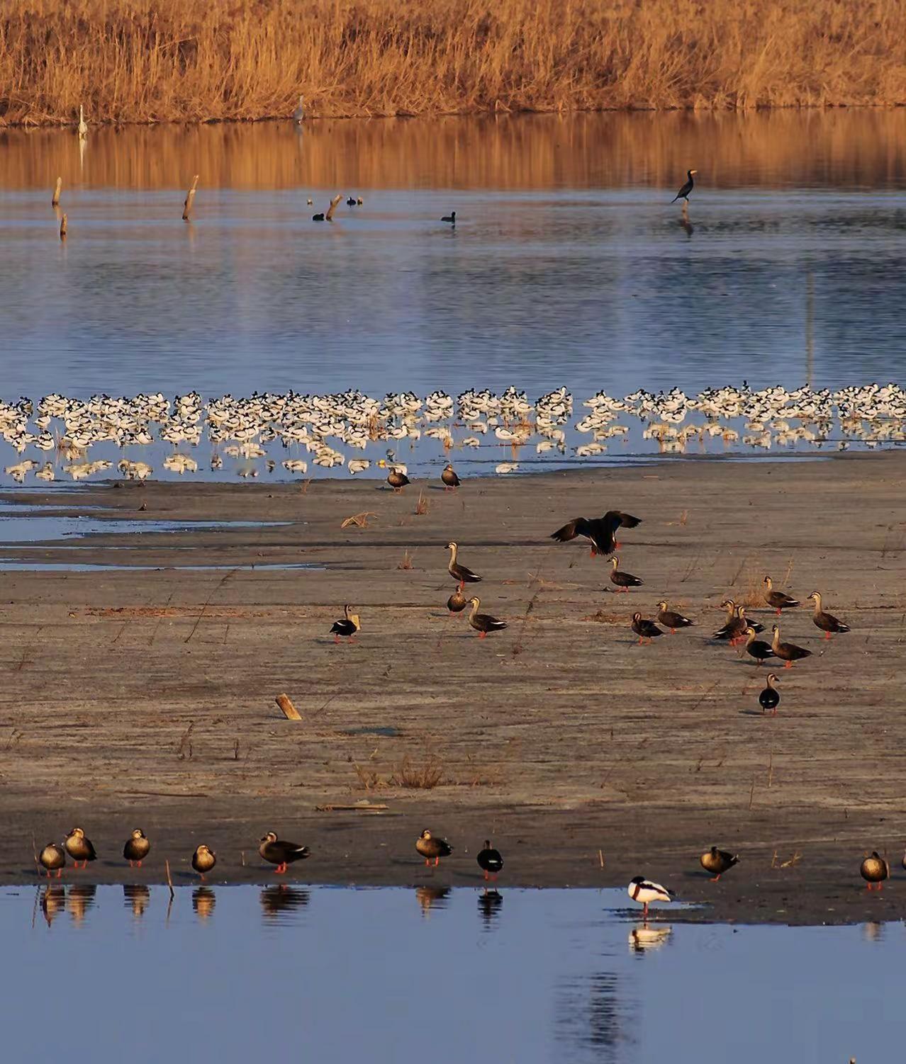 披烟园湿地公园里藏着哪些。本地人私藏的小众观鸟点位？说实话，在披烟园观鸟，得去人