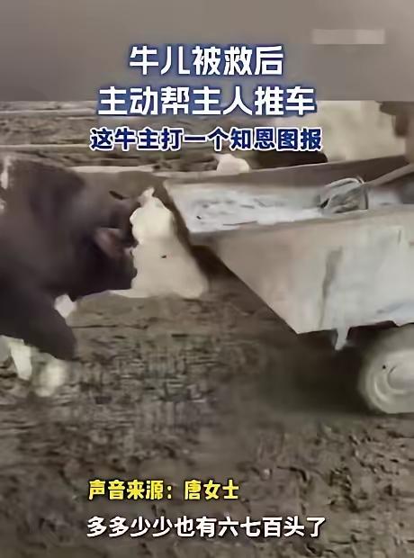 解释不清了！安徽一养牛户的600多头牛里，藏着一头“报恩牛”，这事说出来估计有人