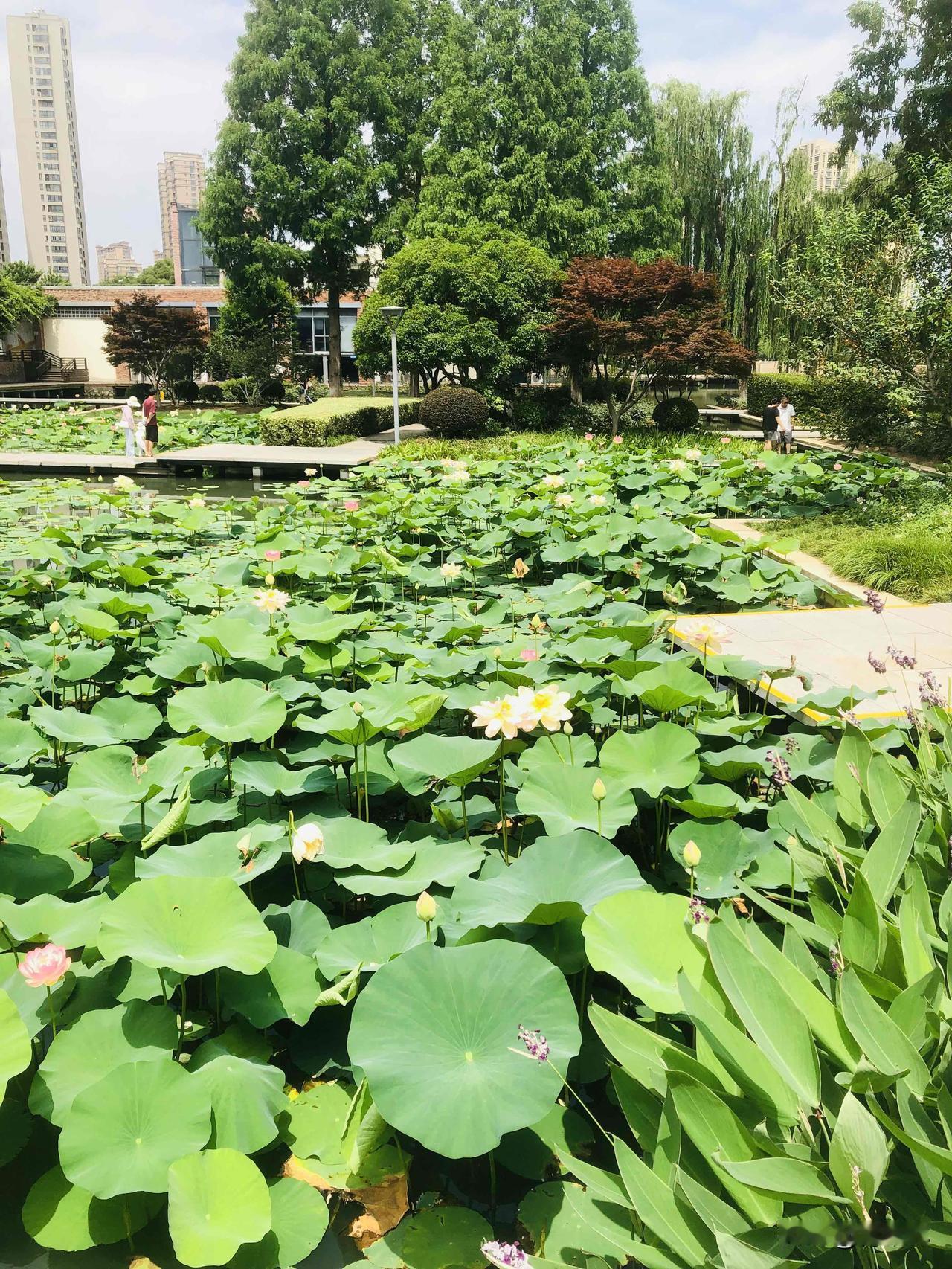 荷花荷塘风景图片分享夏日的荷塘太治愈啦！公园里满池的荷叶挨挨挤挤，粉的白的荷花亭