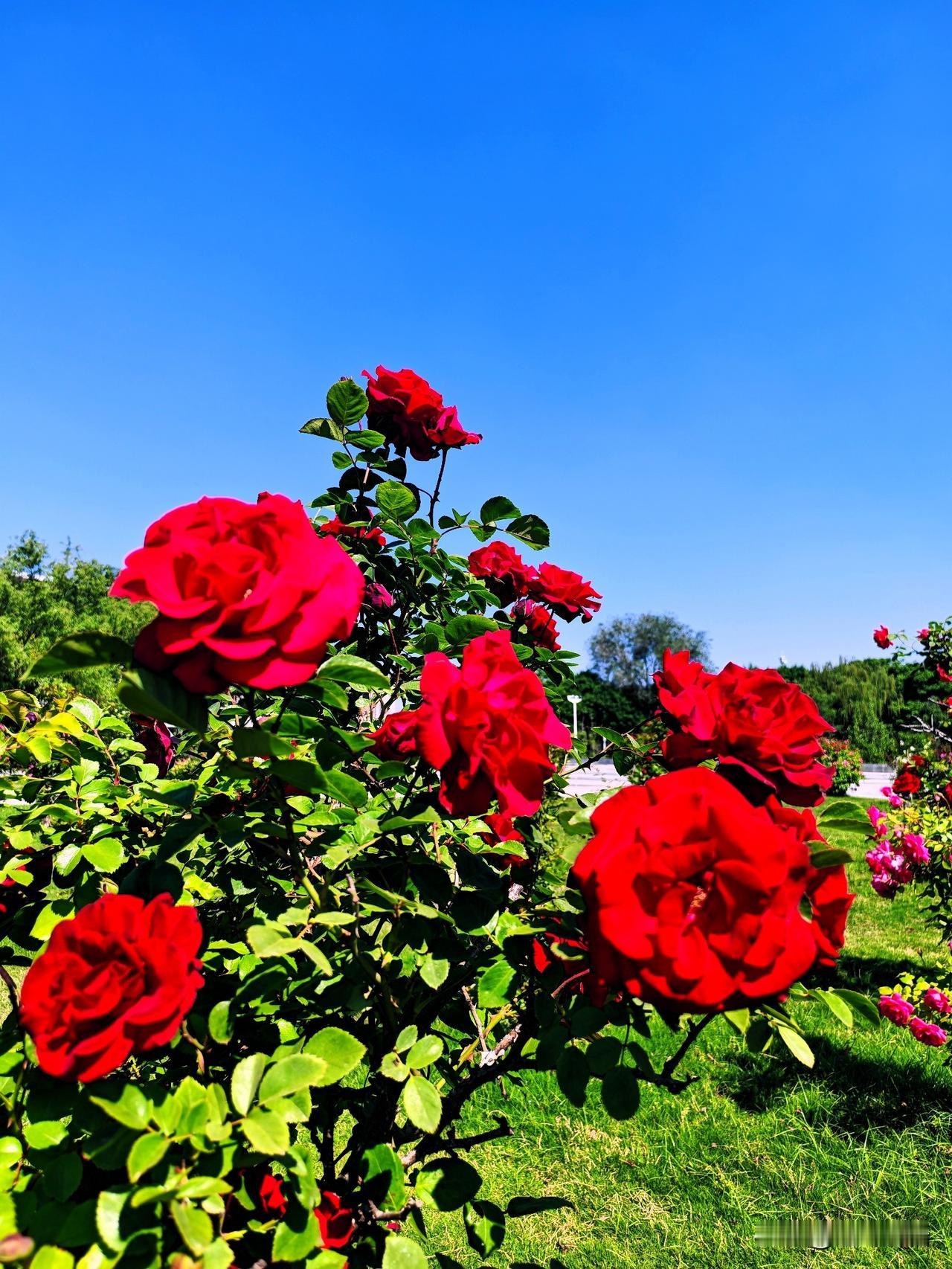 阳光下的红月季，绽放出浪漫与美丽！🌹🌞
