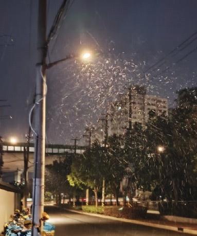 1 月 20 日上海、南京、杭州出现明显降雪，你那里雪大吗？有拍到哪些好看的雪景