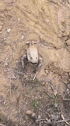 万能的条友们有见过这是什么虫子吗？