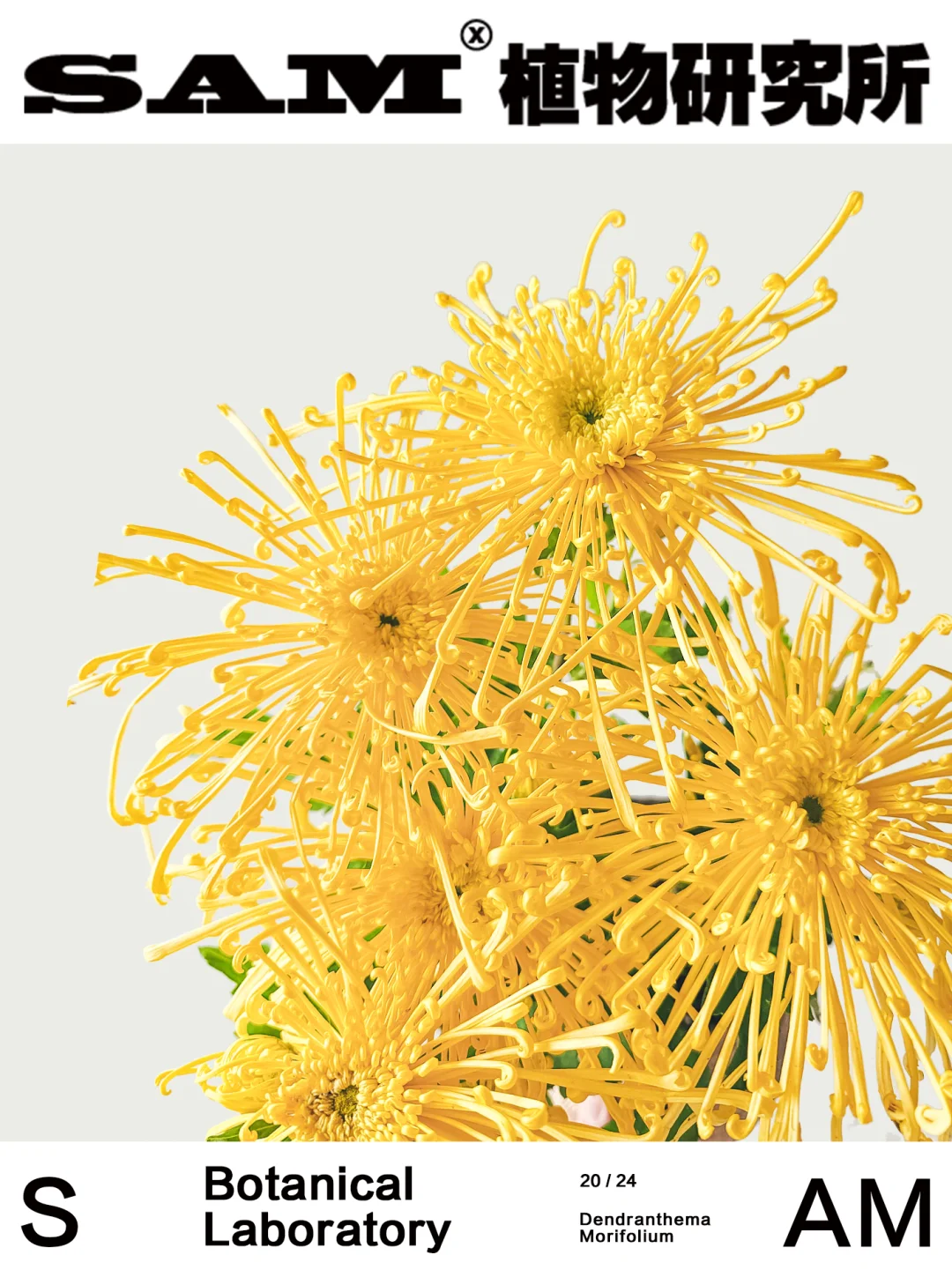 龙爪菊｜Chrysanthemum × Morifolium Ramat