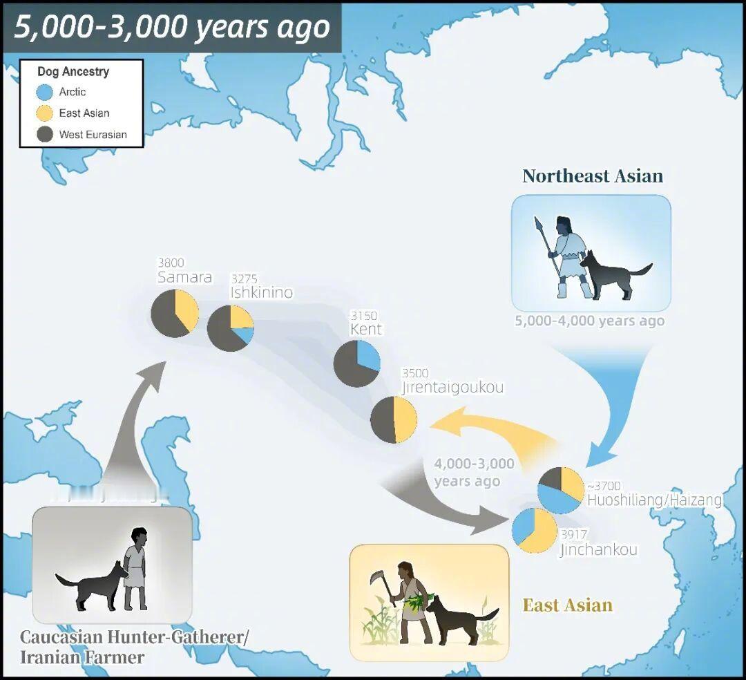 【昆明动物所Science｜万年协同演化！古基因组揭示狗狗如何跟随人类脚步游历欧