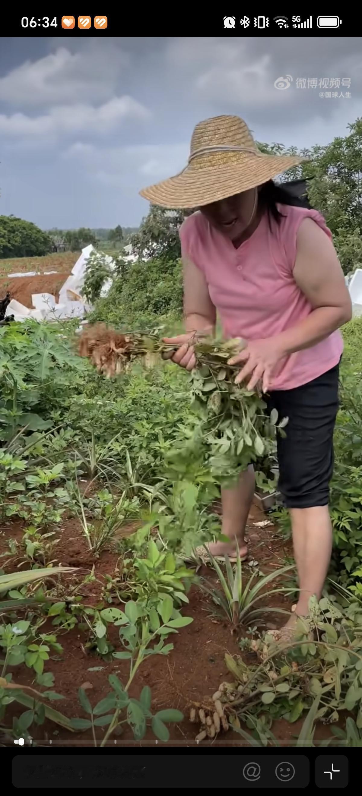 6月12日全红婵妈妈身体好了，下地拔花生，花生地里还种菠萝，拔着花生砍菠萝，感觉