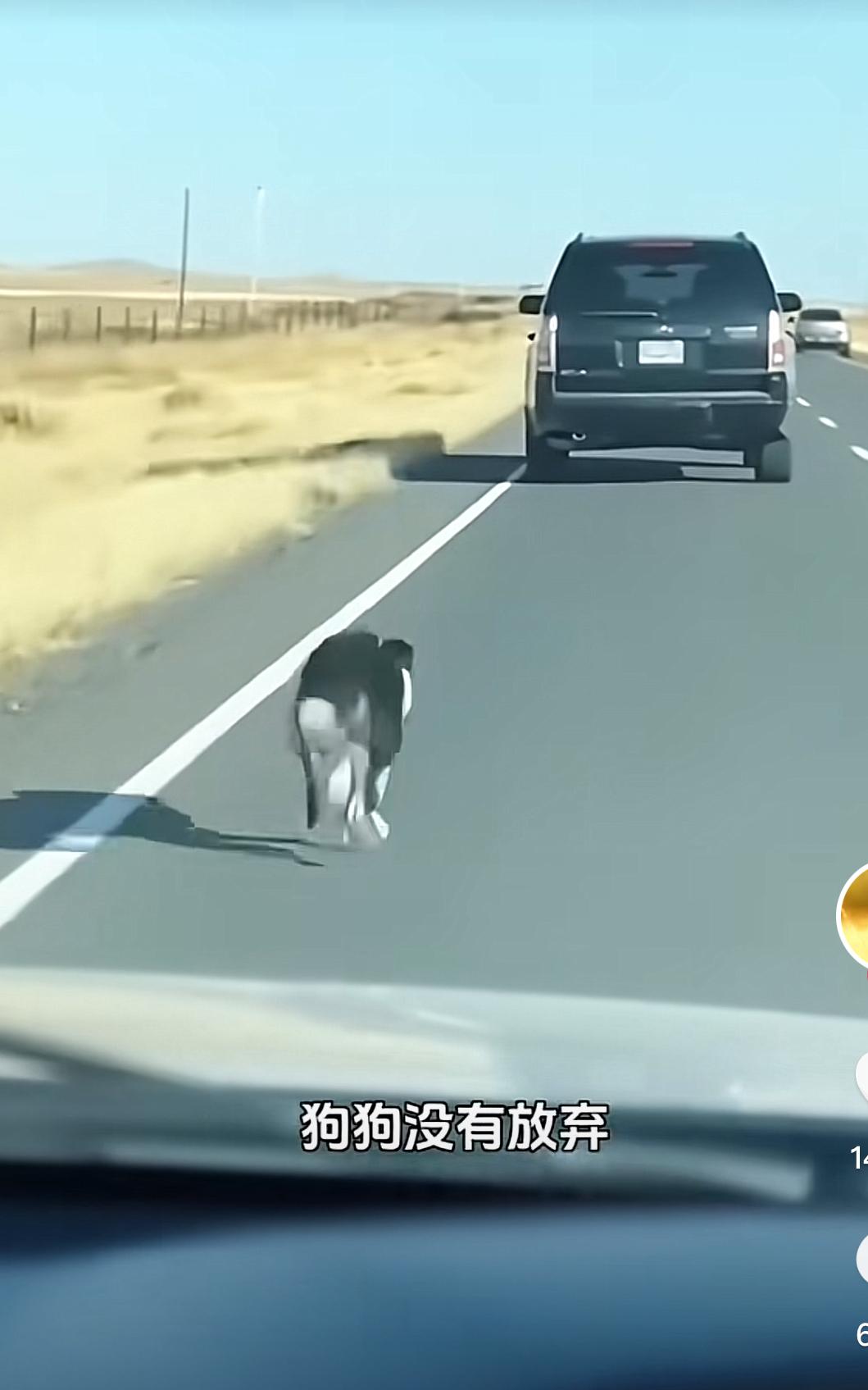 狗狗被主人抛弃，狗主人驾驶车辆途中，将狗狗猛地推出车外，被重重摔在地上，连续打了