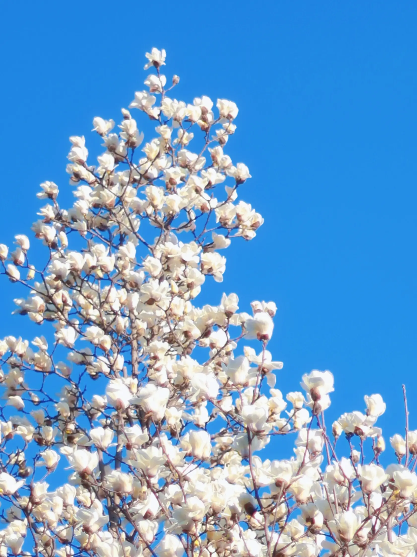 济南得接下来的春和景明，百花公园的玉兰花正在盛开，我们什么时候出发