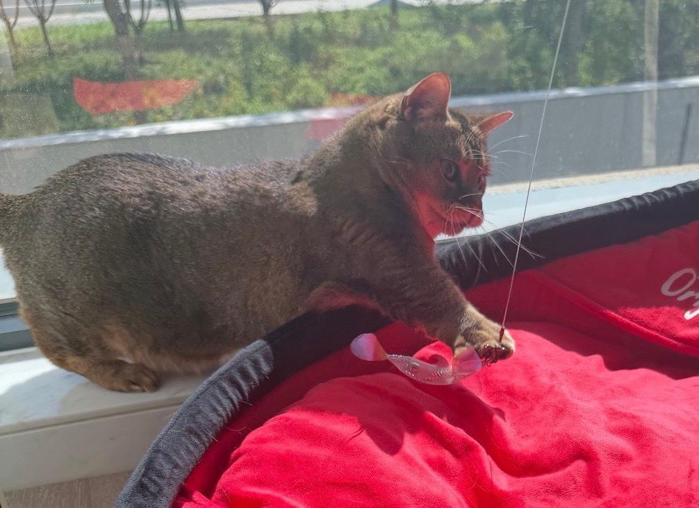 “想钓鱼又不敢上船的朵猫猫”喜欢俺们朵姐最近出镜频率[期待]于文文边界实体专 ​