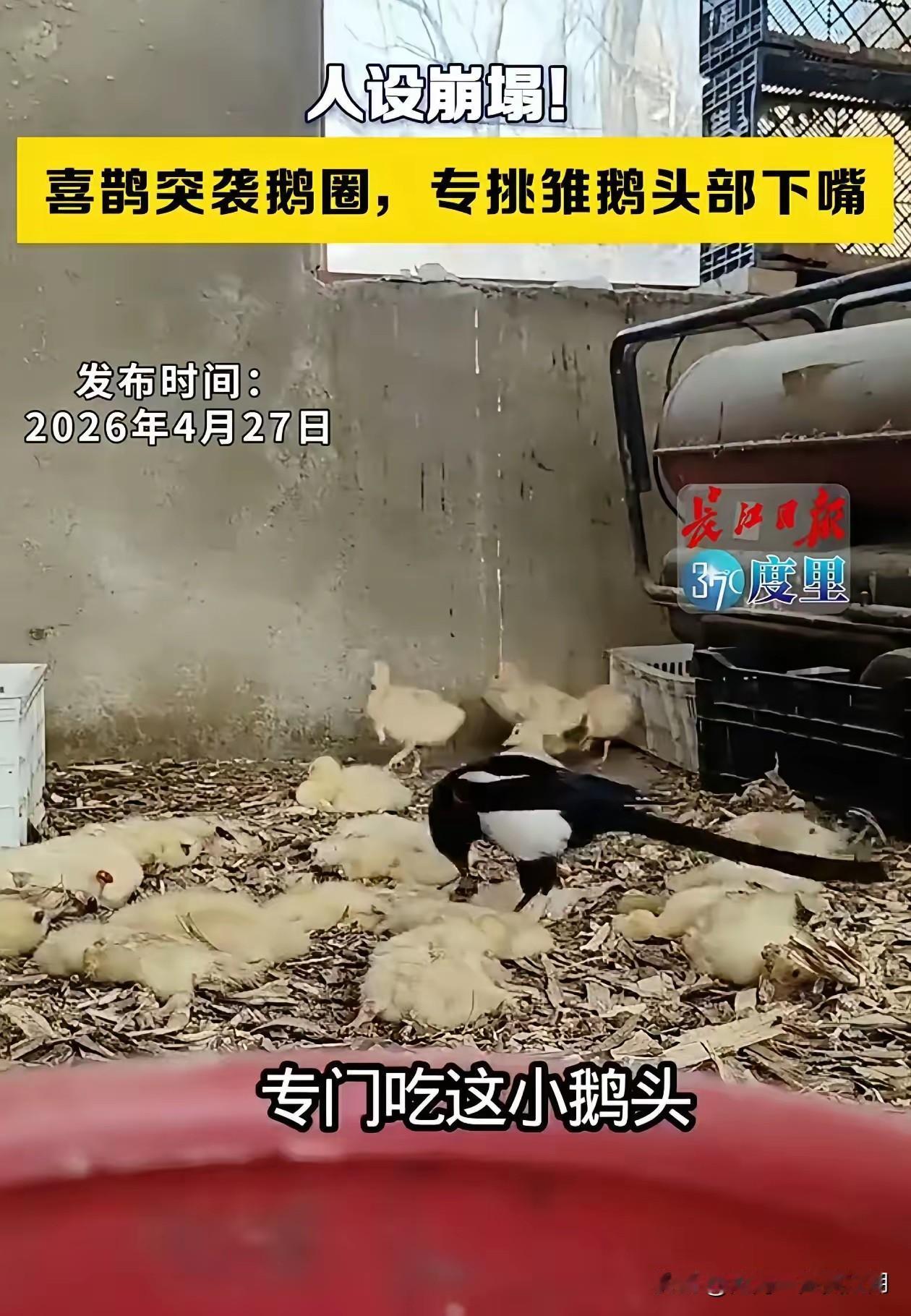 万万没想到，
这只喜鹊以一己之力，
坐实了“坏种”，是时候为乌鸦平反了！

啄死