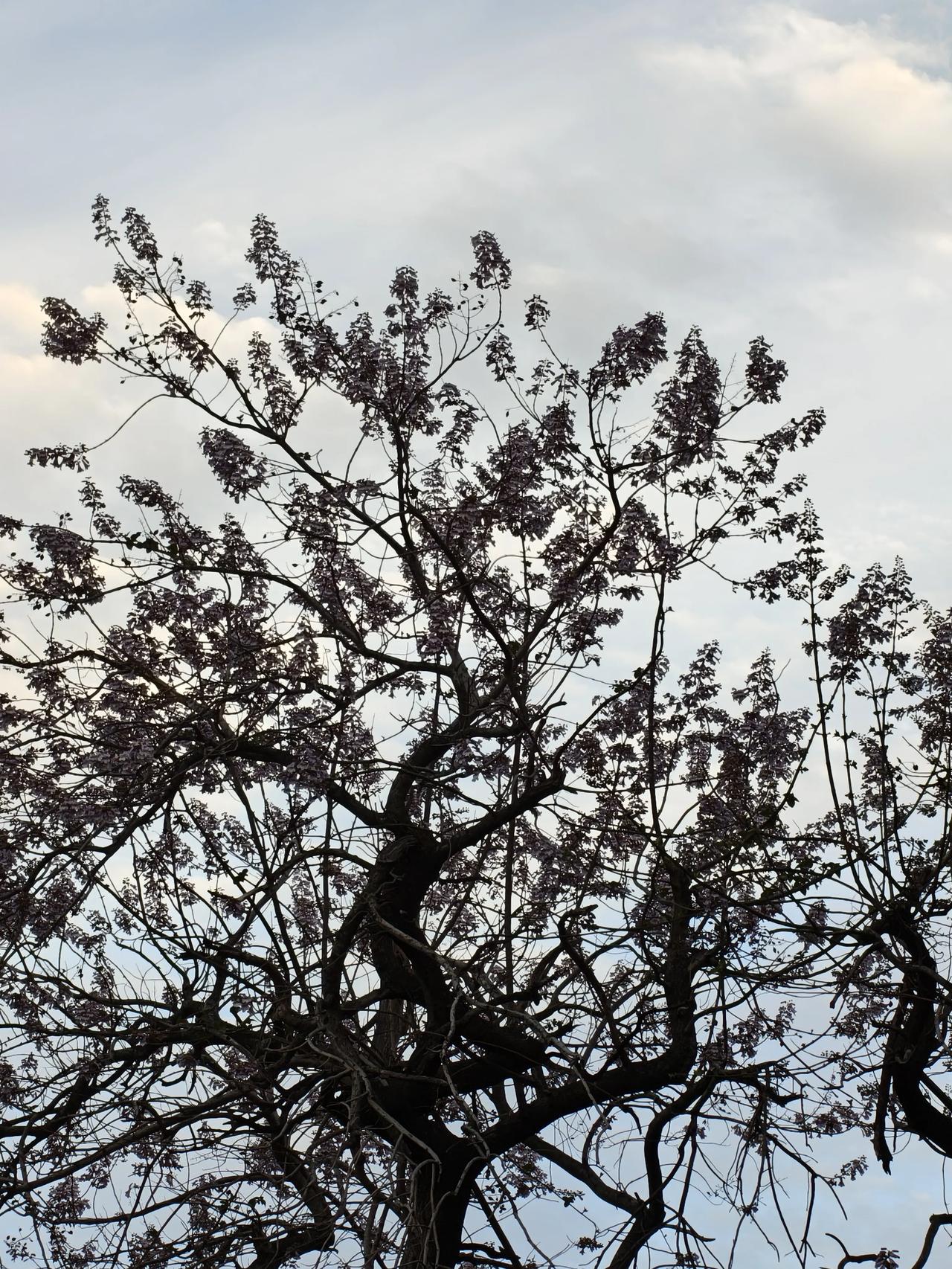 下班路上随手拍实景图分享！

这是什么花∠※？