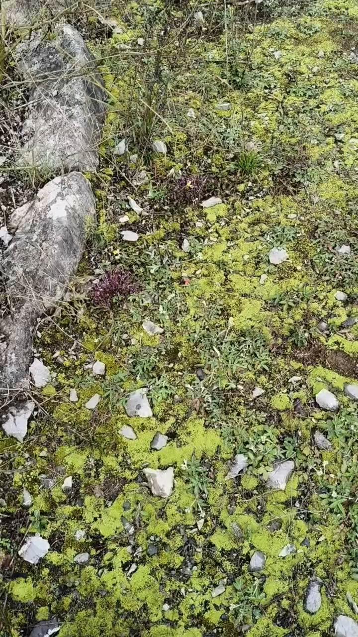 这个地方有两种非常珍贵的药材，老牛的，今天现场来带大家认识一下。
·第一种，这个
