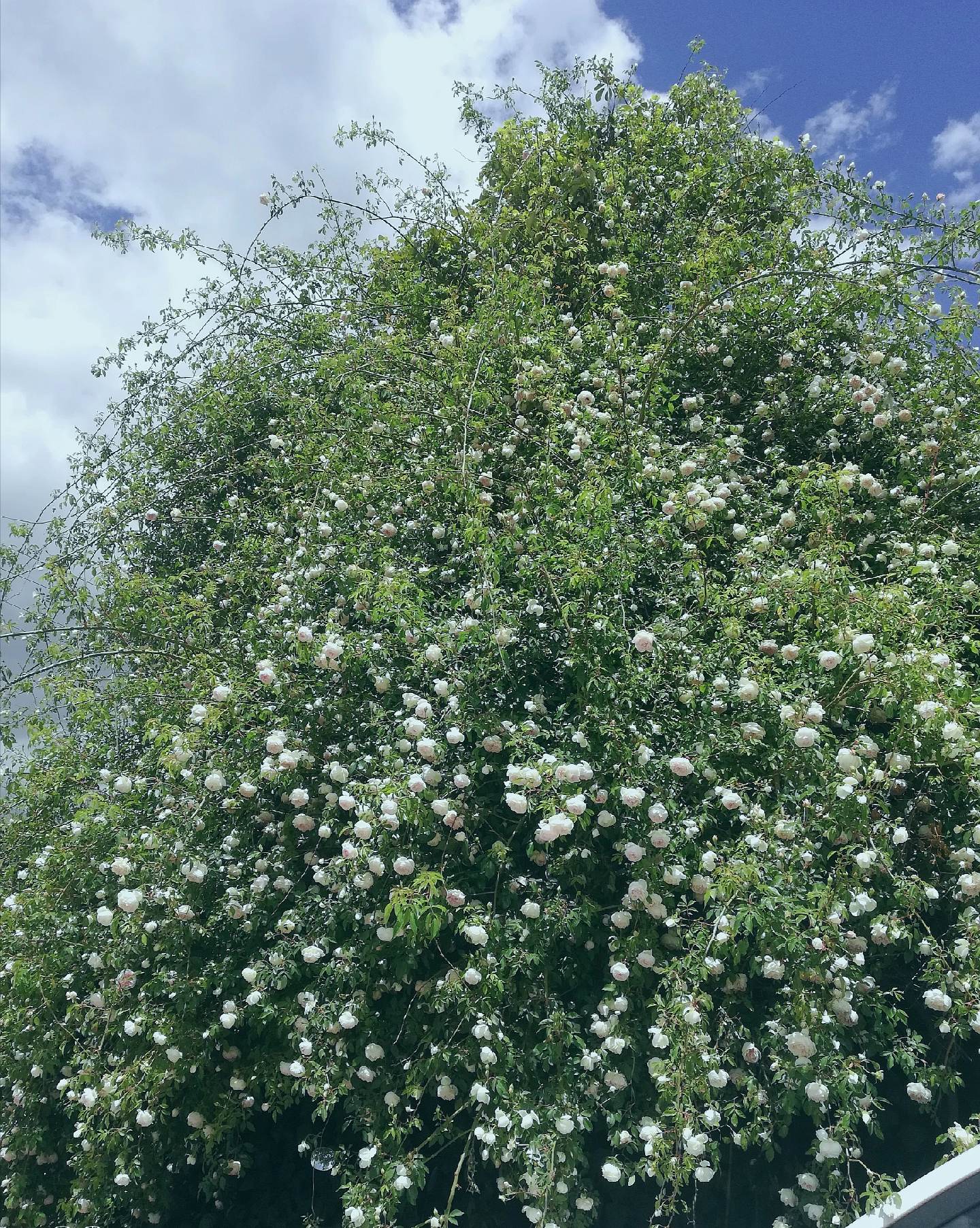 他家的蔷薇花开的，我也想要