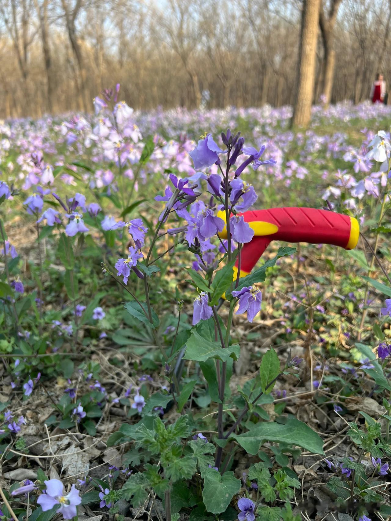 朋友找你合伙发财,怎么办呀?凉拌，没有天上掉馅饼你摘过野菜吗？