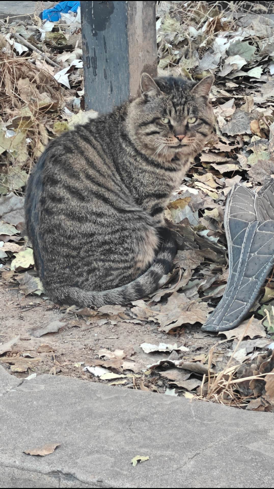 胖宝宝外八着就过来了