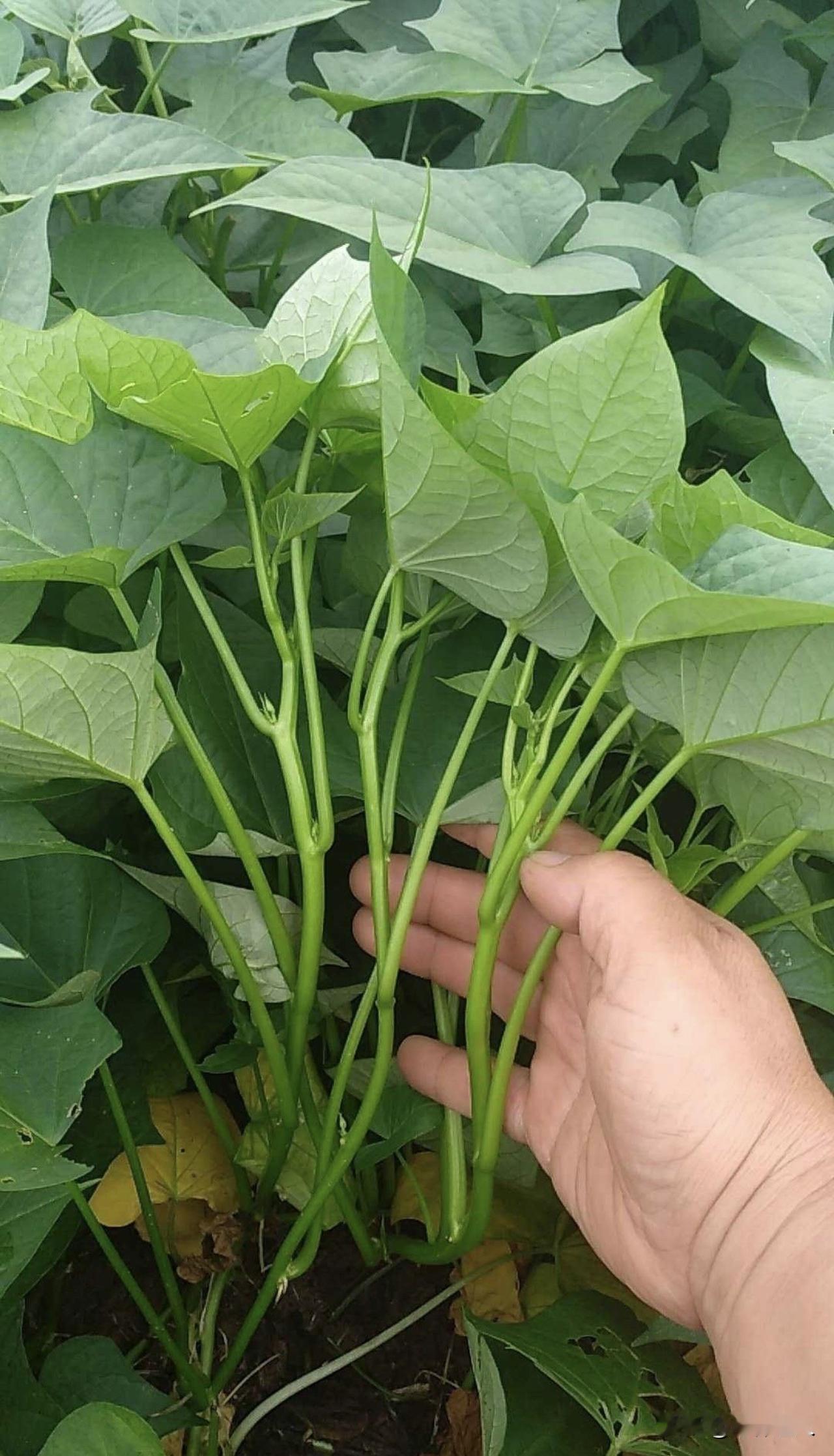 “抗癌神菜”红薯叶：你还吃得起吗？

红薯叶在美国主流华人电商平台和社区超市，每