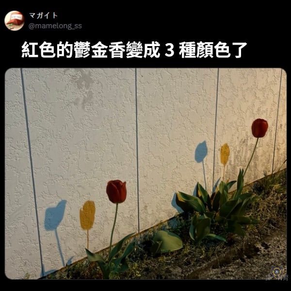 诶？是幻术吗！•̥ ˍ •meme