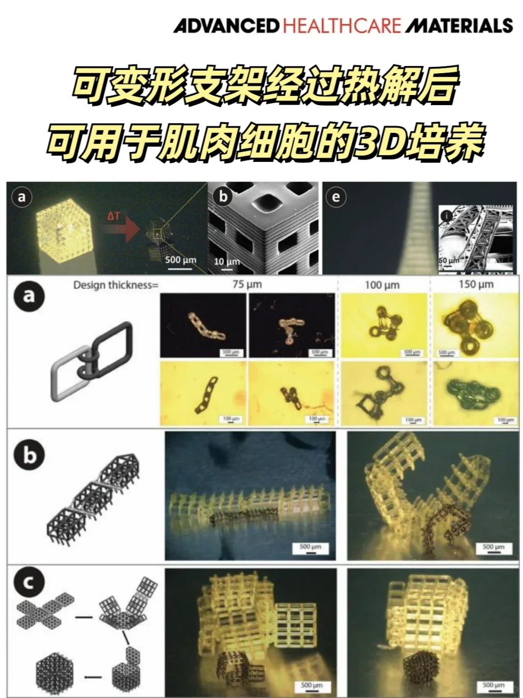 可变形支架热解后，用于肌肉细胞的三维培养