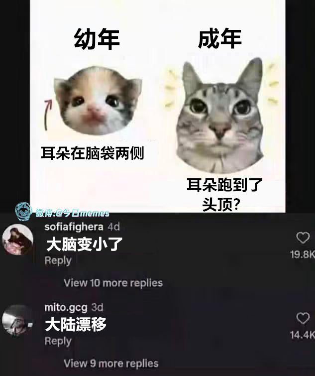 兔子系（9gag）哎呀