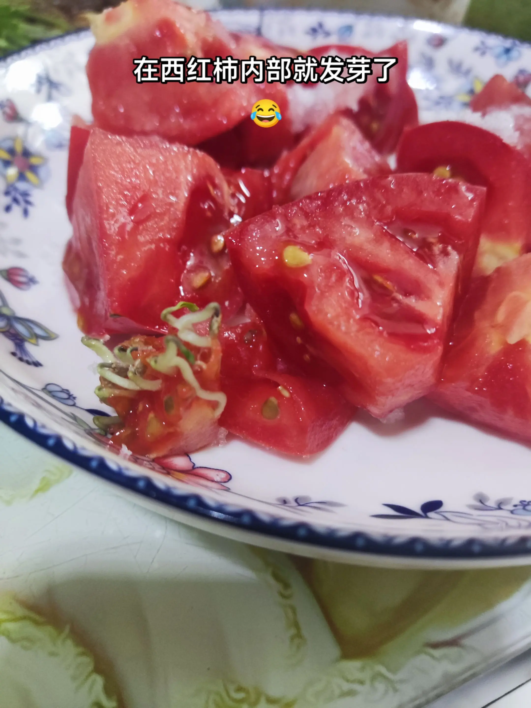凉拌西红柿做法 西红柿这样吃 西红柿发芽 万物轮回 音频种草计划