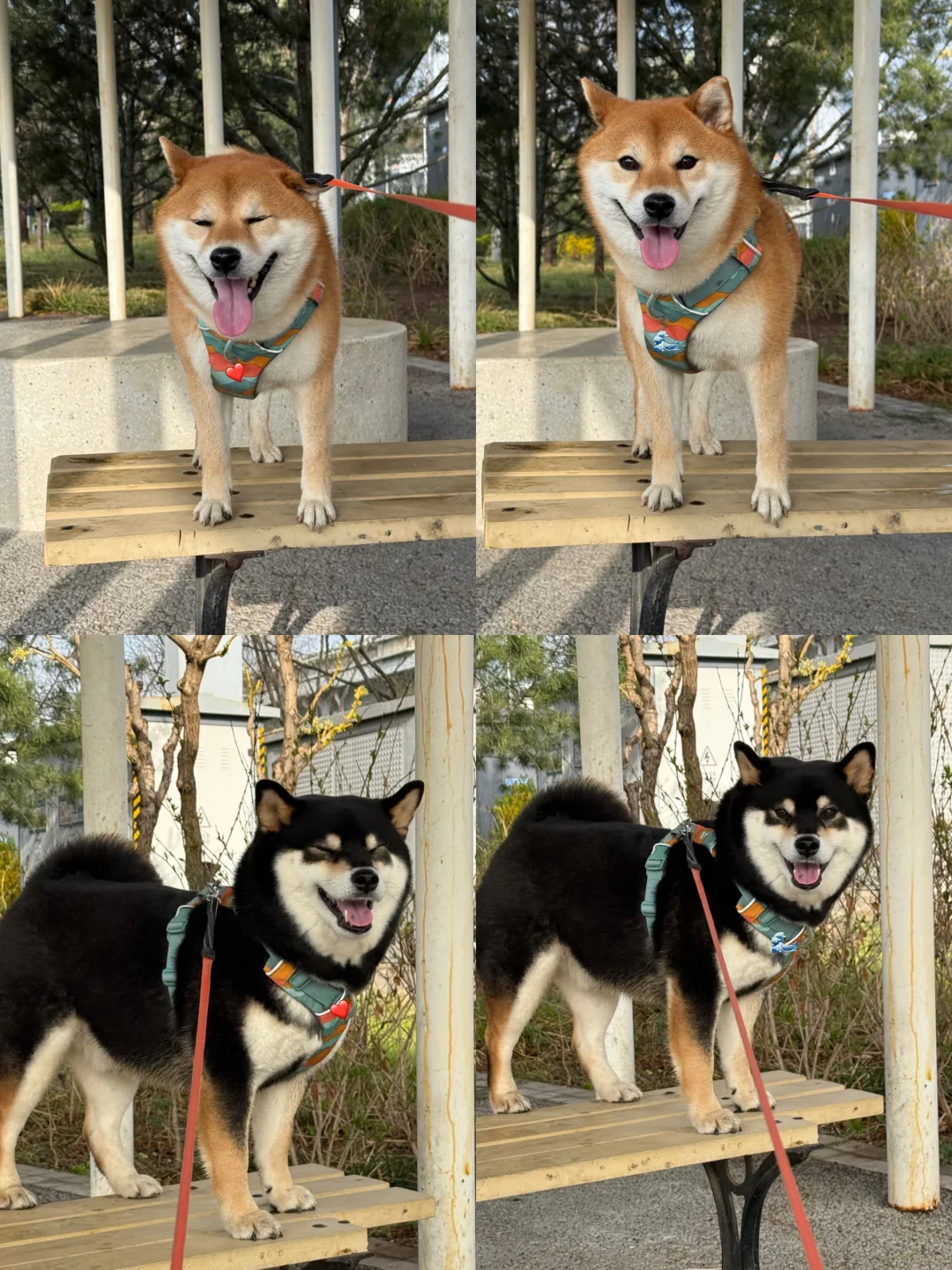 一起来晒晒小狗