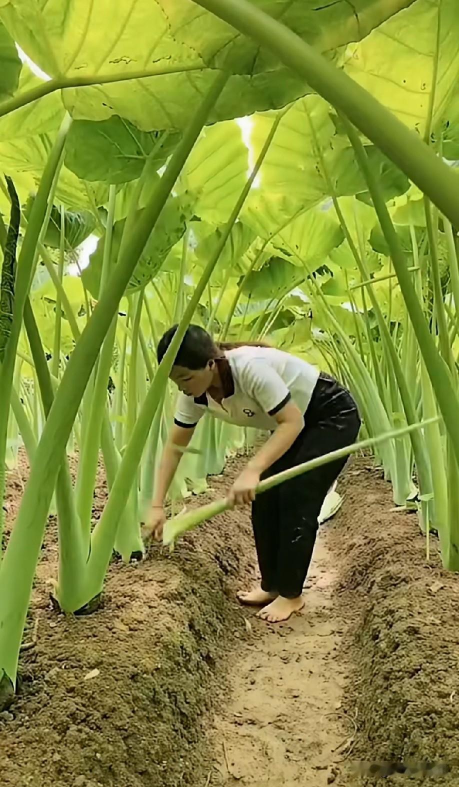 这是啥？长这么高大