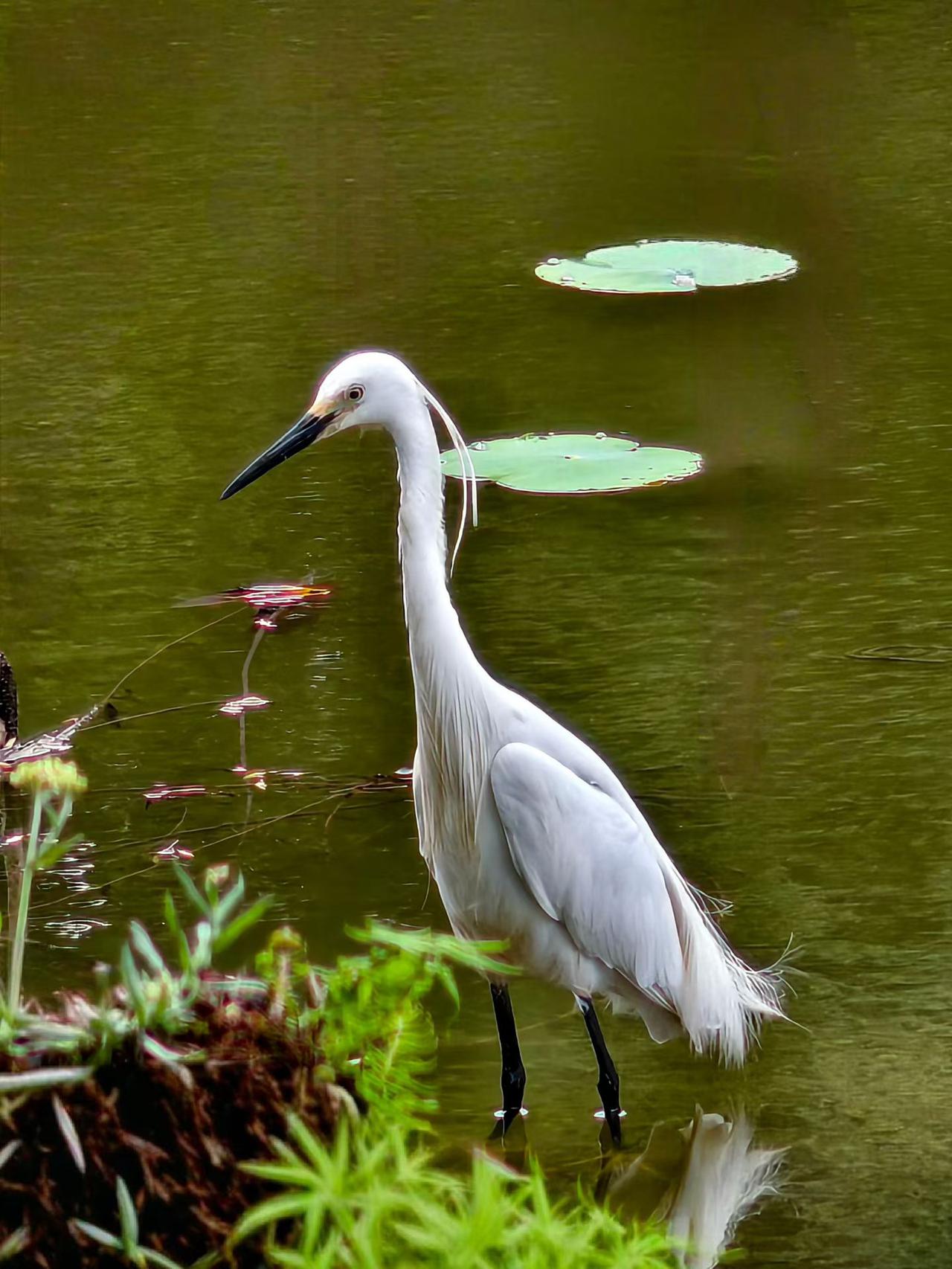 人与动物和谐相处，是多么幸福欢乐……[赞][玫瑰][大笑][福]