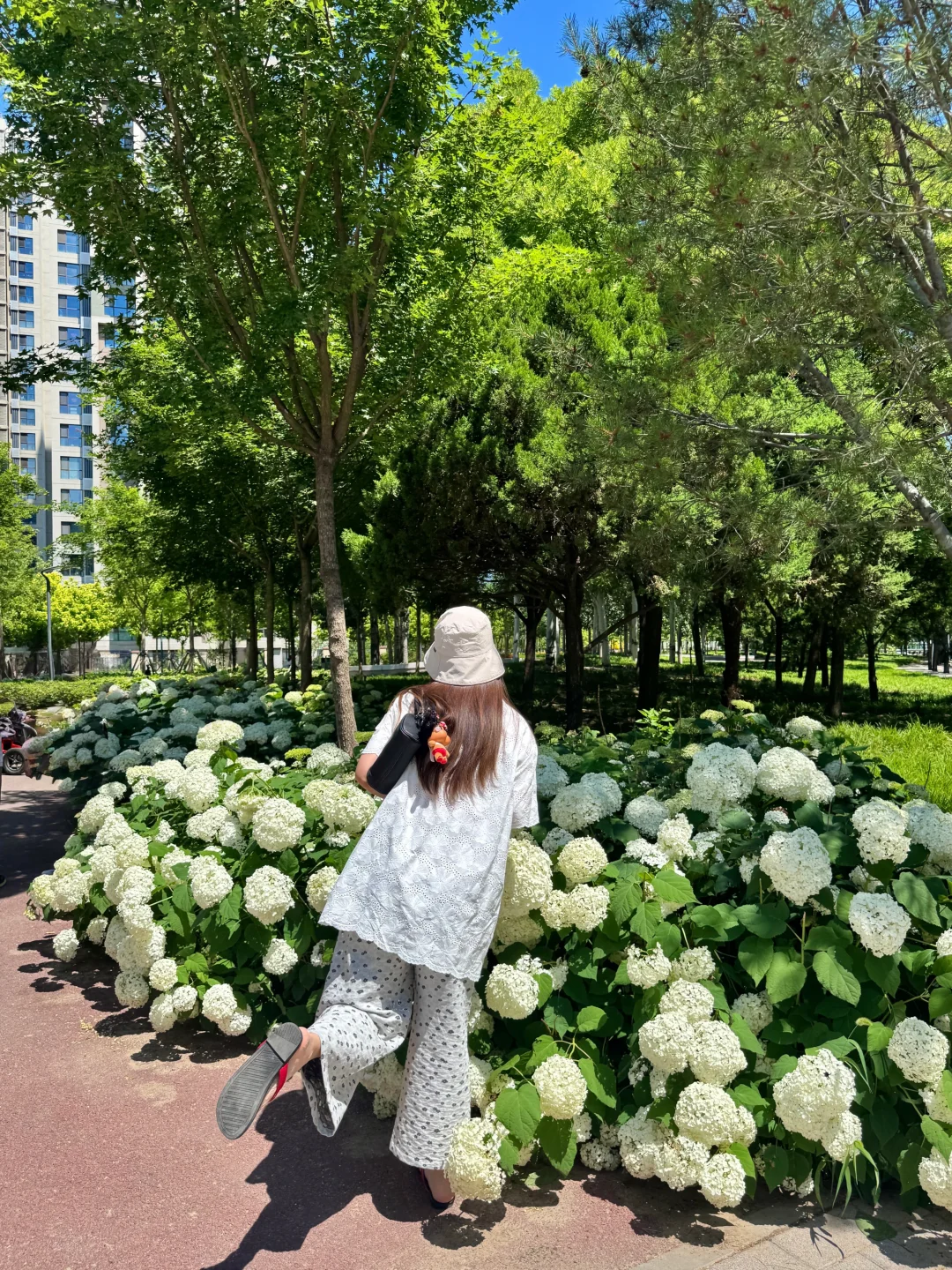 6.8实拍 | 北京海淀街边的超大白色绣球花海