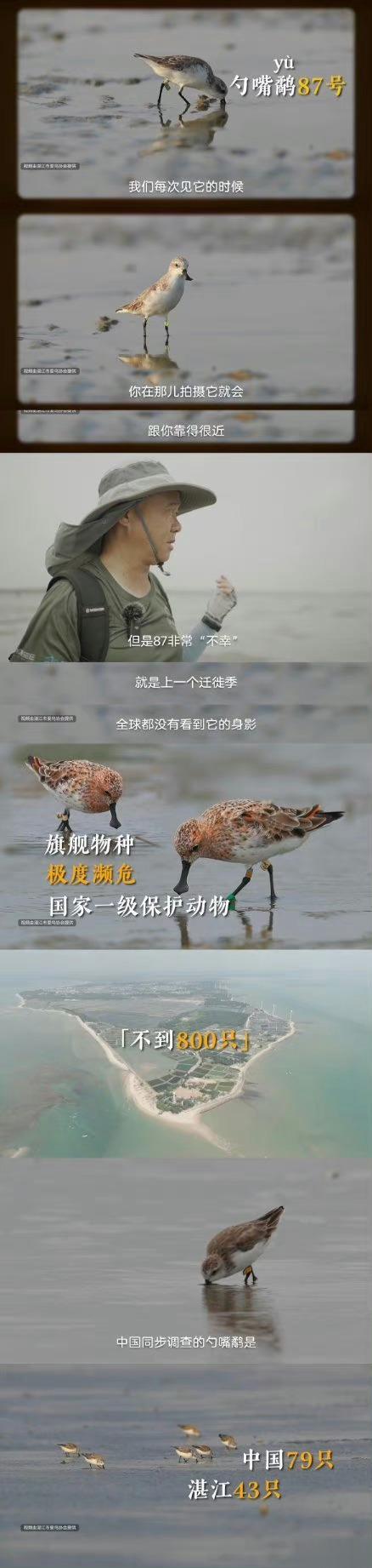 保护鸟类不仅仅是守护一个物种的存在，更是维护生态平衡的关键。每一种鸟类都有其特殊