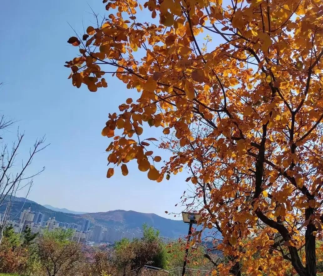 和秋天来一场告别，
和初冬来一个拥抱。
