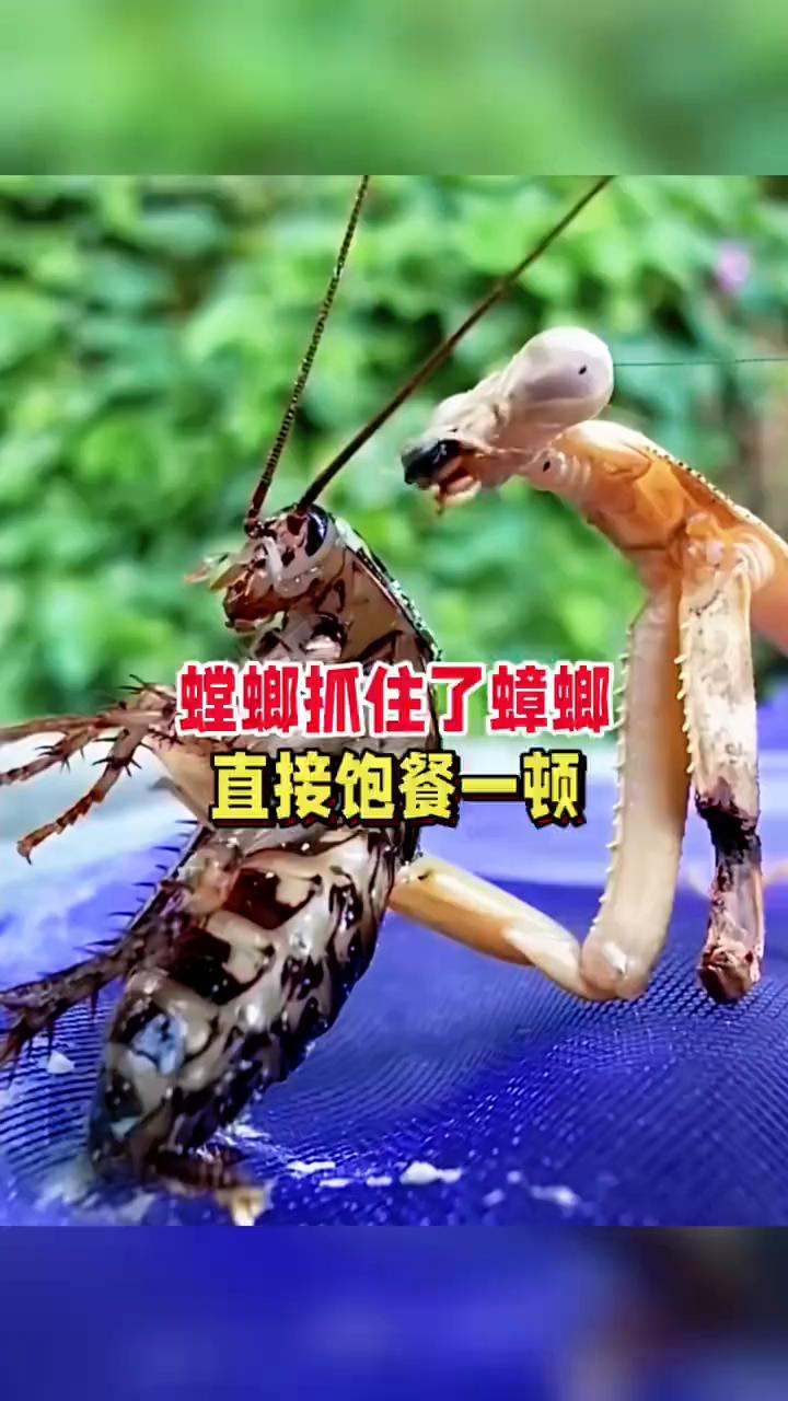 螳螂抓住了蟑螂，直接饱餐一顿。