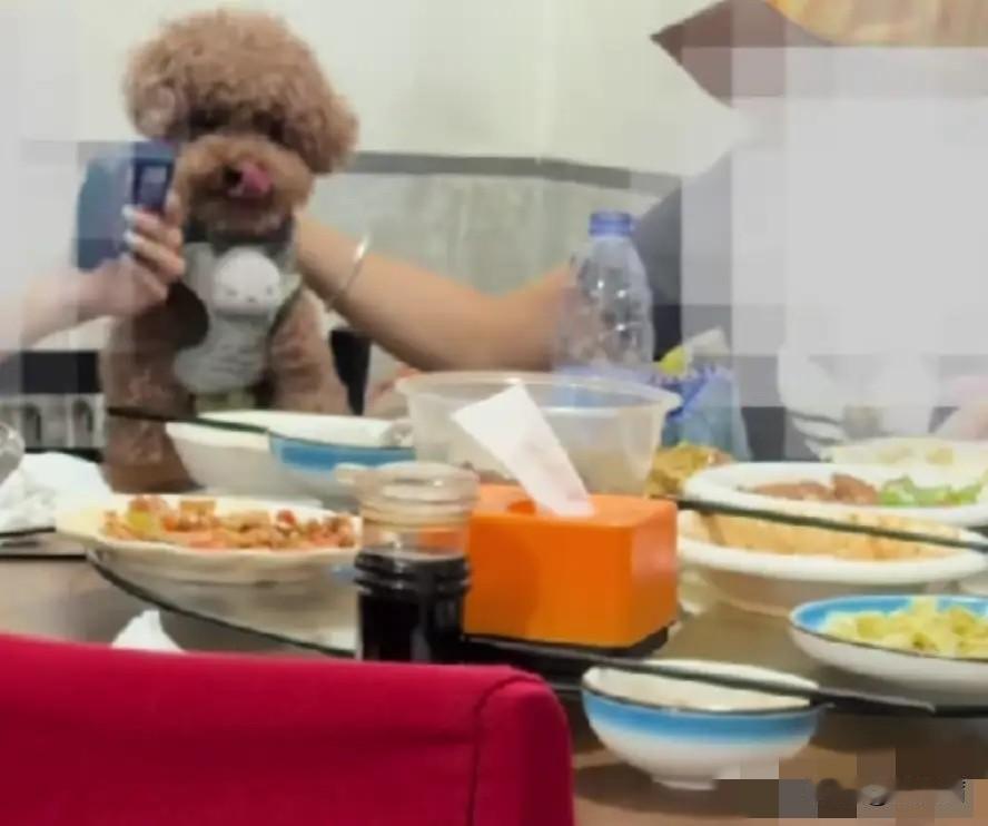 你能接受在餐馆内与宠物共同就餐吗？
老牌饭店餐具被泰迪舔食，老板砸餐具道歉，全网