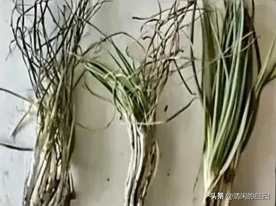 你第一眼看到的是什么，很让人浮想联翩。其实就是三把葱惹的祸，不得不说不经意一看确