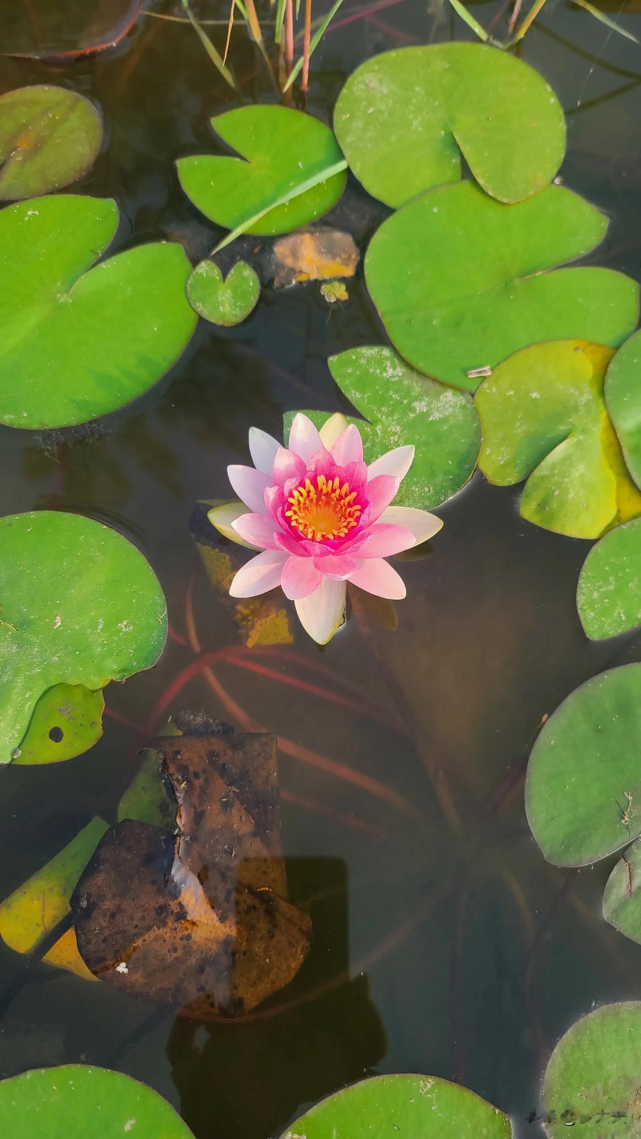 这款集体咽喉炎，不稀奇，秋季五行属金，肺脏属金，咽喉归于肺。
这个季节，容易出现