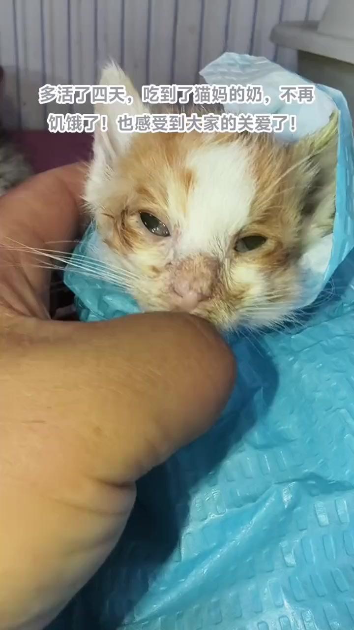 😭小家伙最终没能坚持下来。来之前它已经奄奄一息，我和猫妈都尽力了，可还是没能留