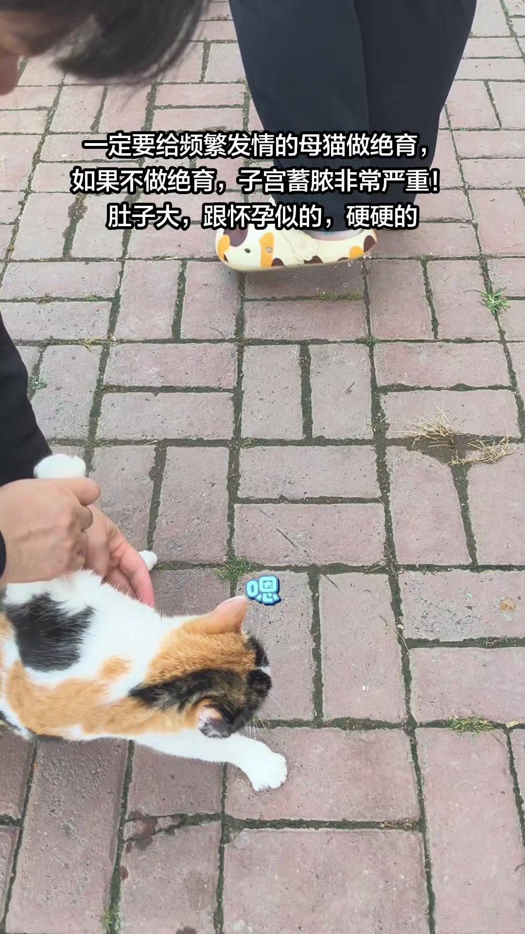 1️⃣这是只后腿瘫痪的流浪三花猫，被好心人捡到后得到精心照料，却查出严重子宫蓄脓