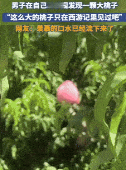 “彻底解释不清了！”山东，男子去果园摘桃子，不料，竟然发现了一颗大桃子，双手去抓