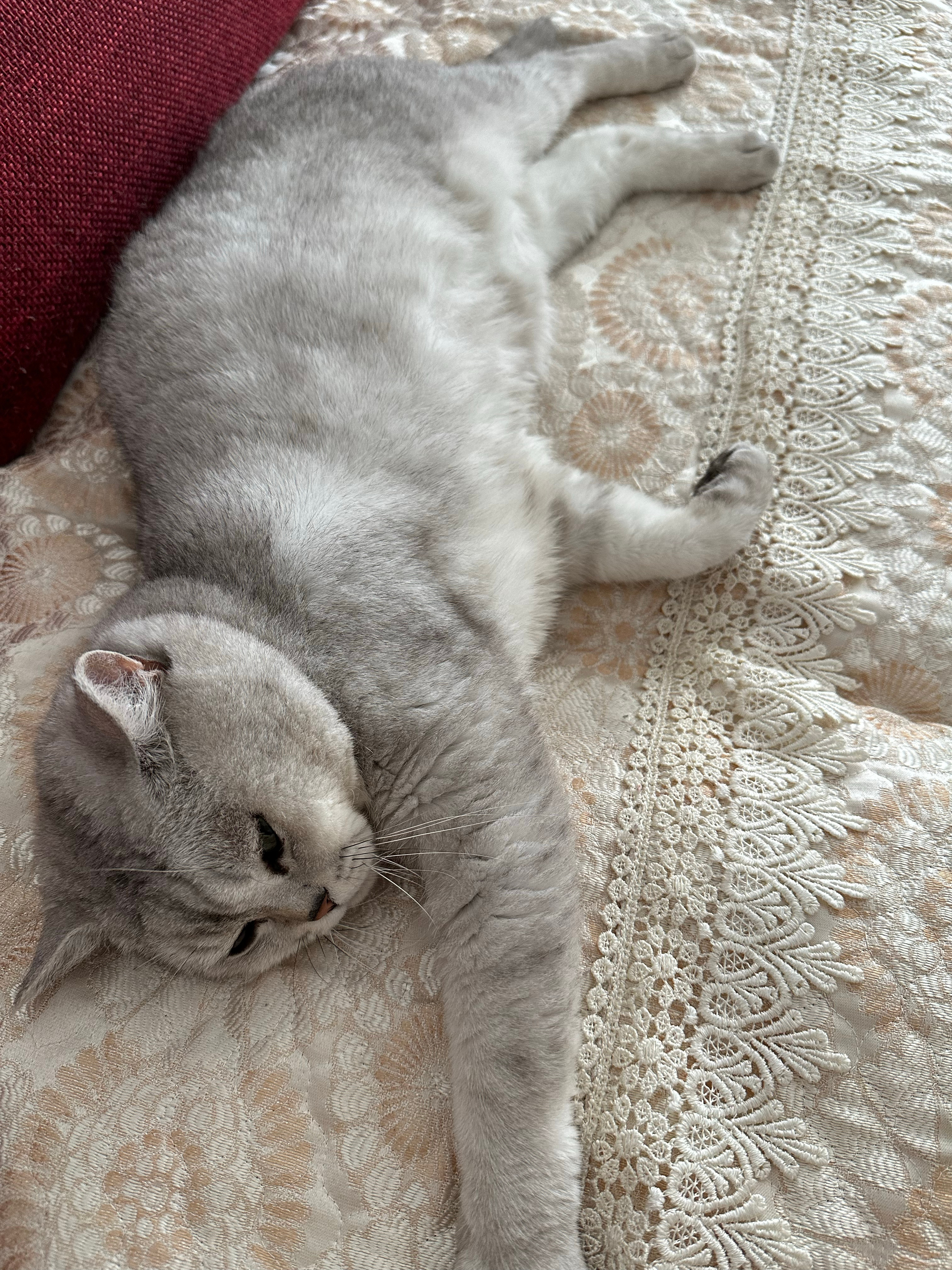 下辈子还做我的小猫 
