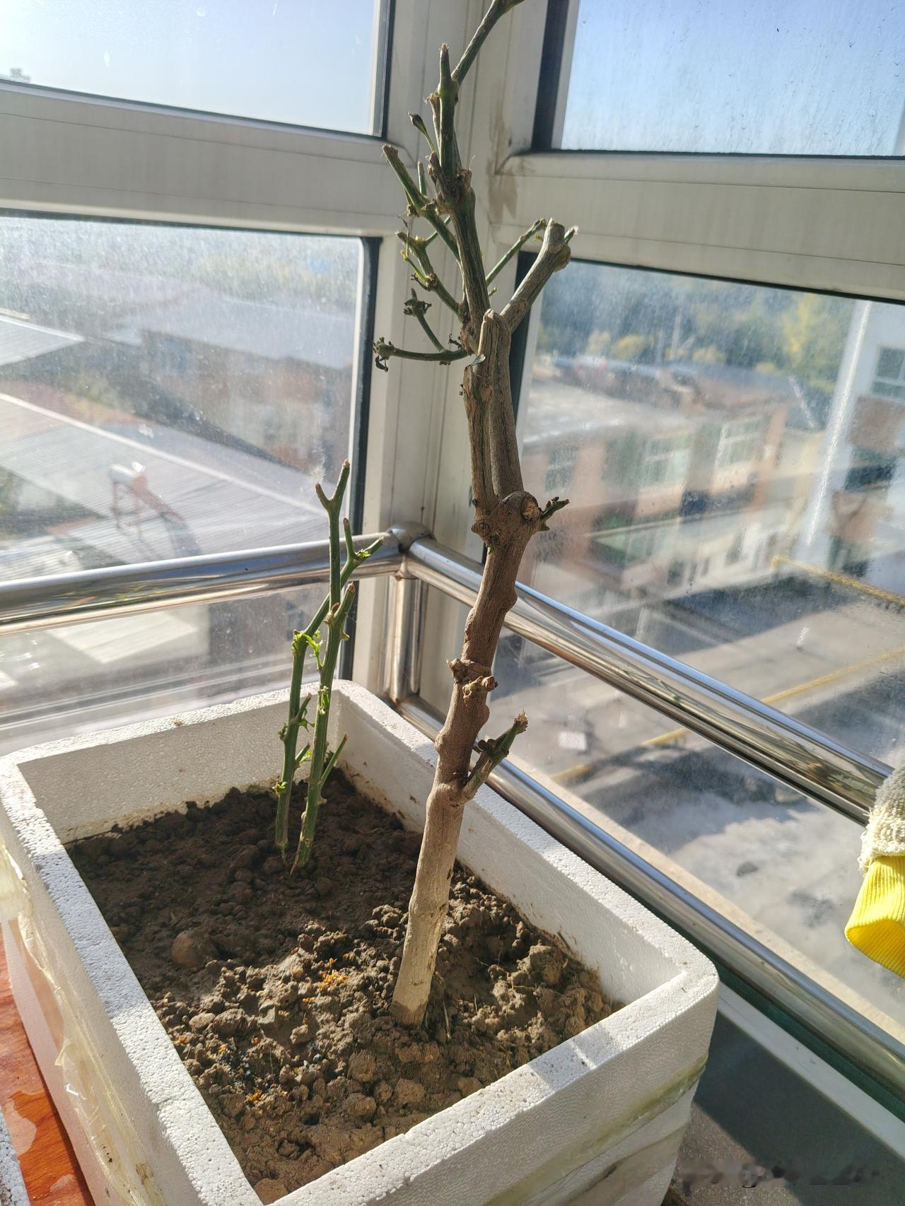 秋天来了。现在河北省保定阜平的天气是早晨冷中午还有些热，前两天到县城周边转了转，