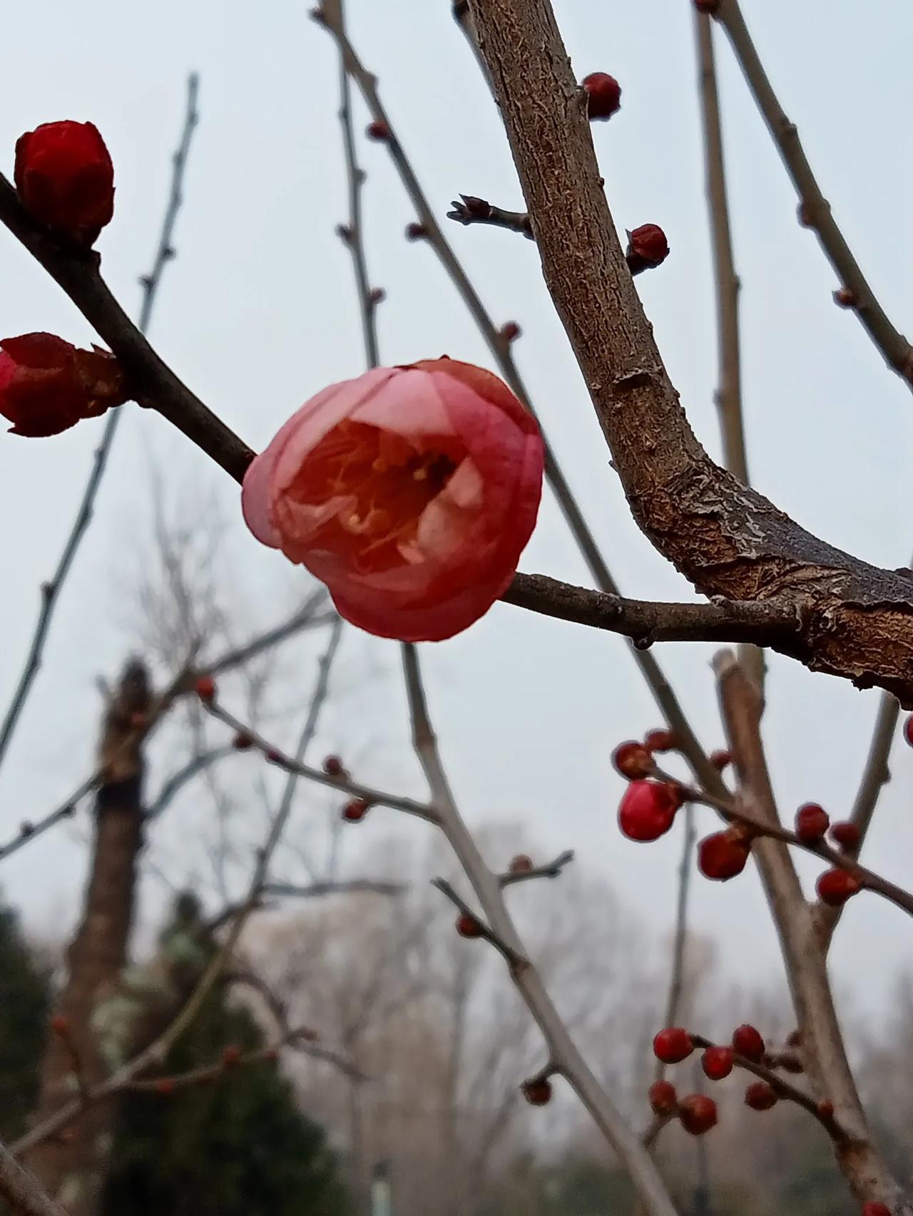 今天晨练随手拍的小寒季节盛开的梅花。