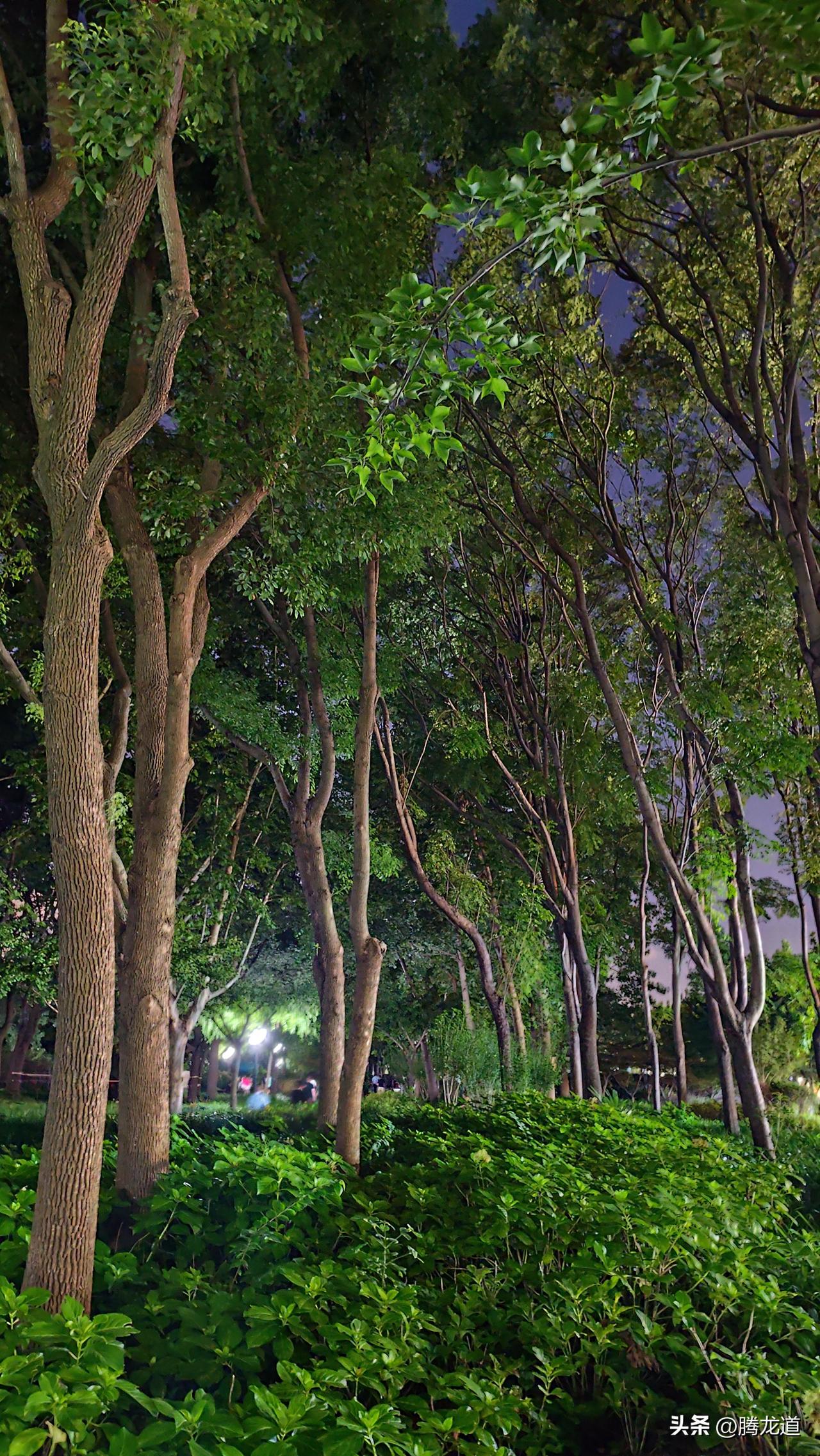 可以分享一张秋景树叶的照片吗夜晚树林美如画