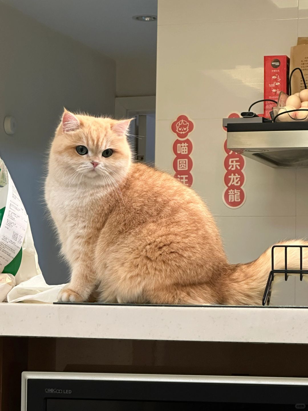 这些问题你想过吗？新手养猫经验贴！